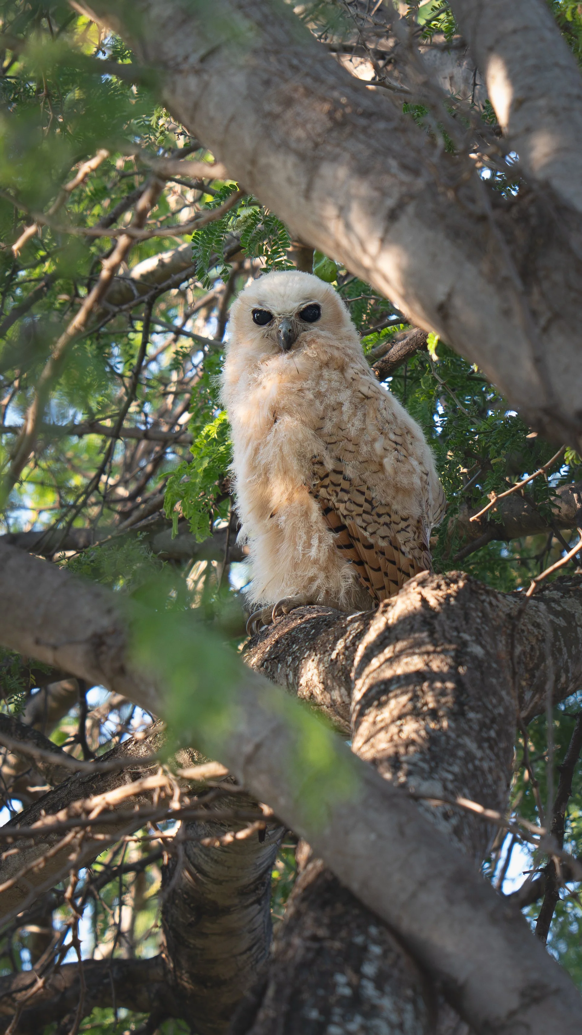 A close-up of a young owl perched on a tree branch surrounded by green leaves and branches.