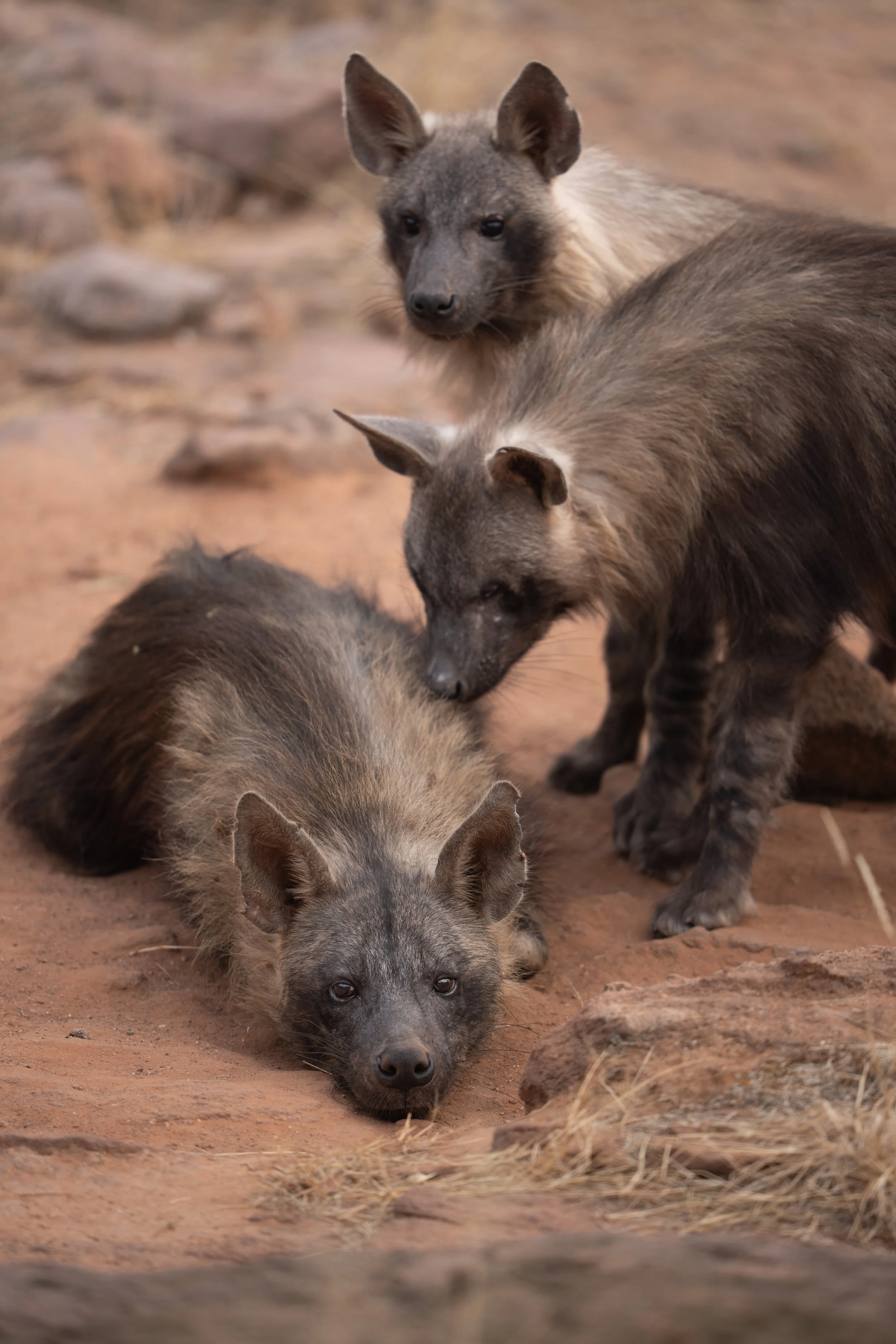 Group of African wild dogs, with some lying down and one standing, on sandy ground with rocks and dry grass.