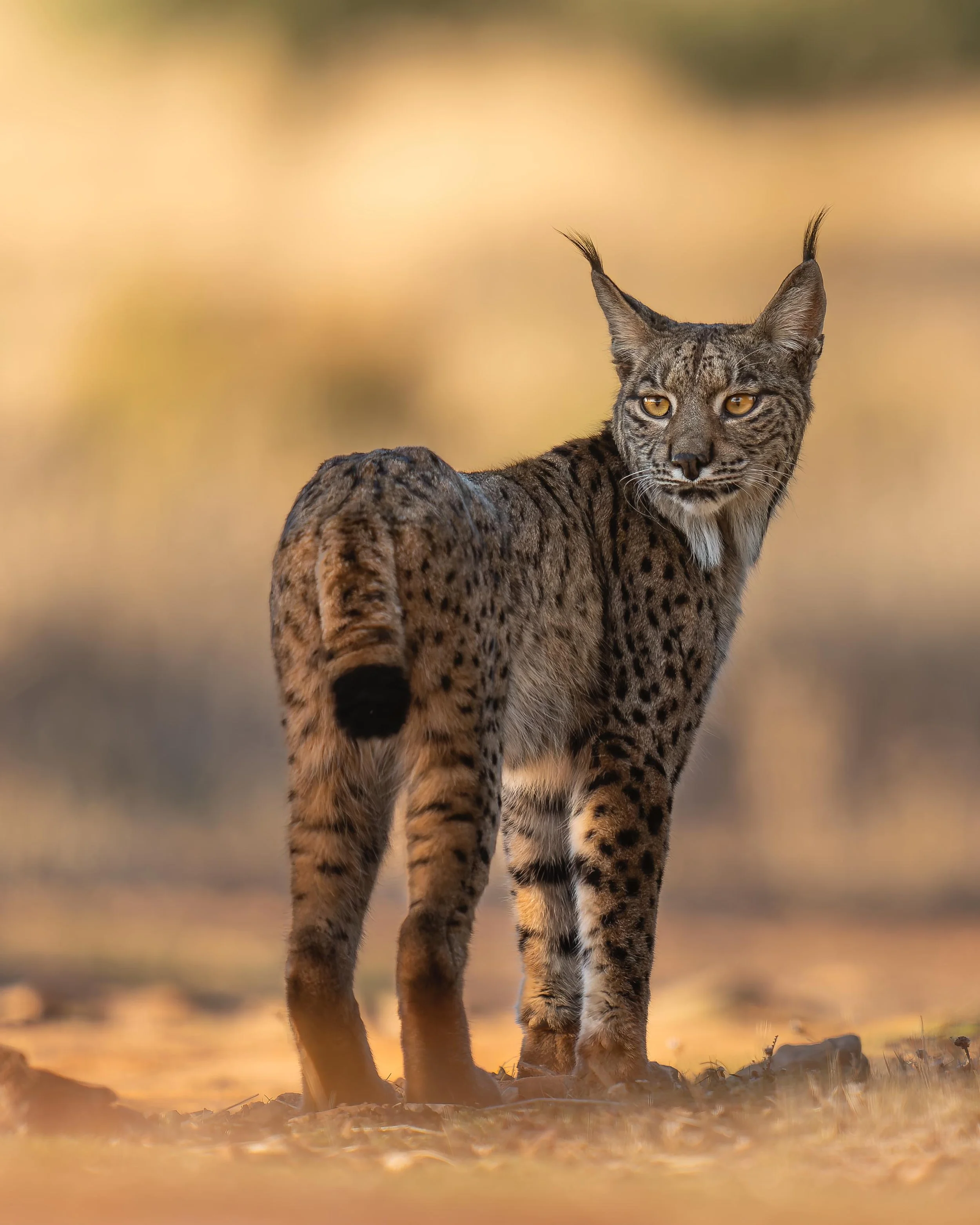 Martyn Harris - Iberian Lynx 2025