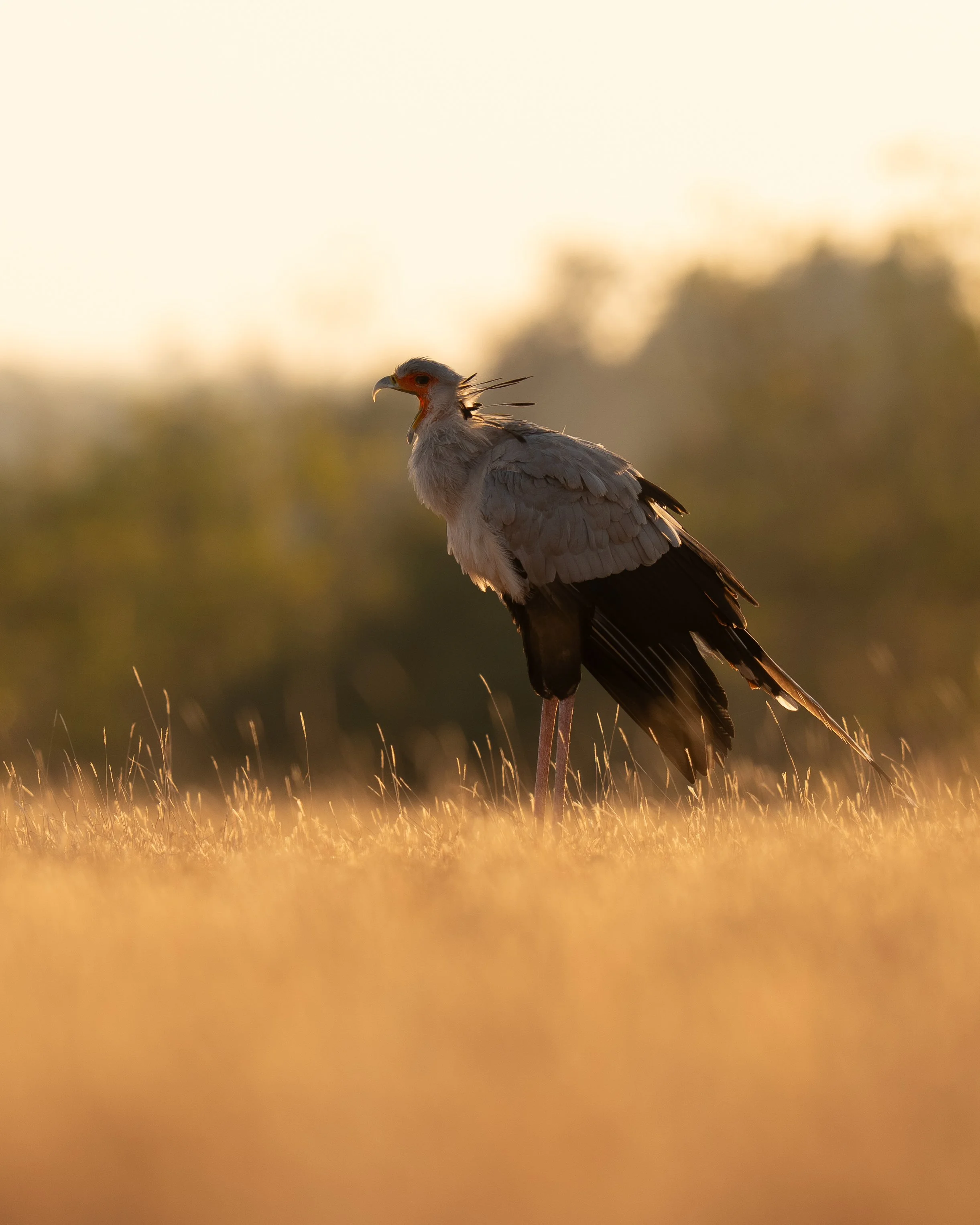 A secretary bird standing in tall grass at sunset with blurred trees in the background.