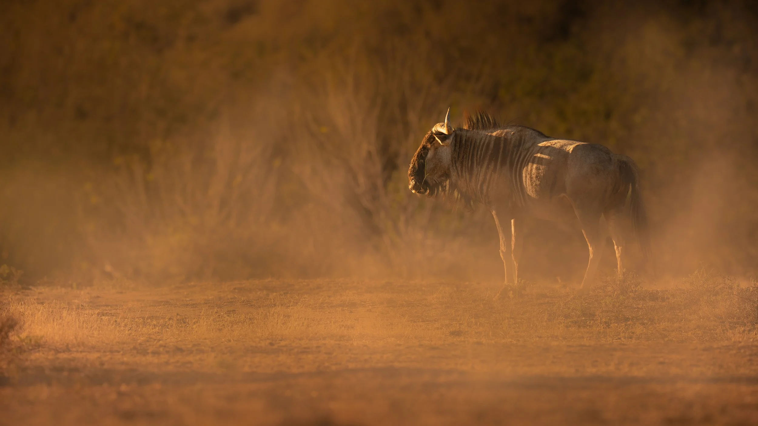 A lone zebra standing on a dusty plain, bathed in warm sunset light with a blurred background of grass and trees.