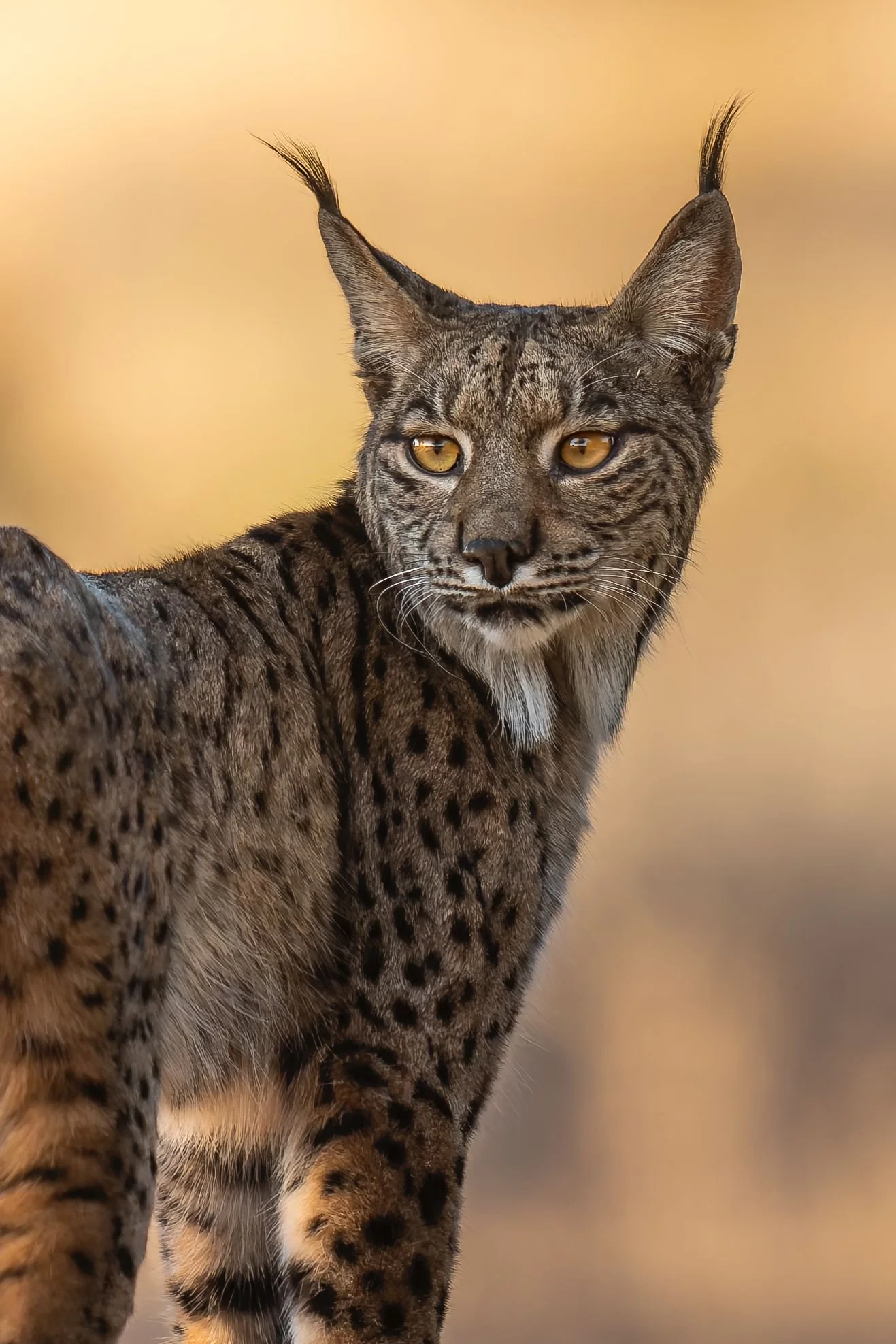 A close-up of a lynx with golden eyes and tufted ears, standing against a soft, blurred background.