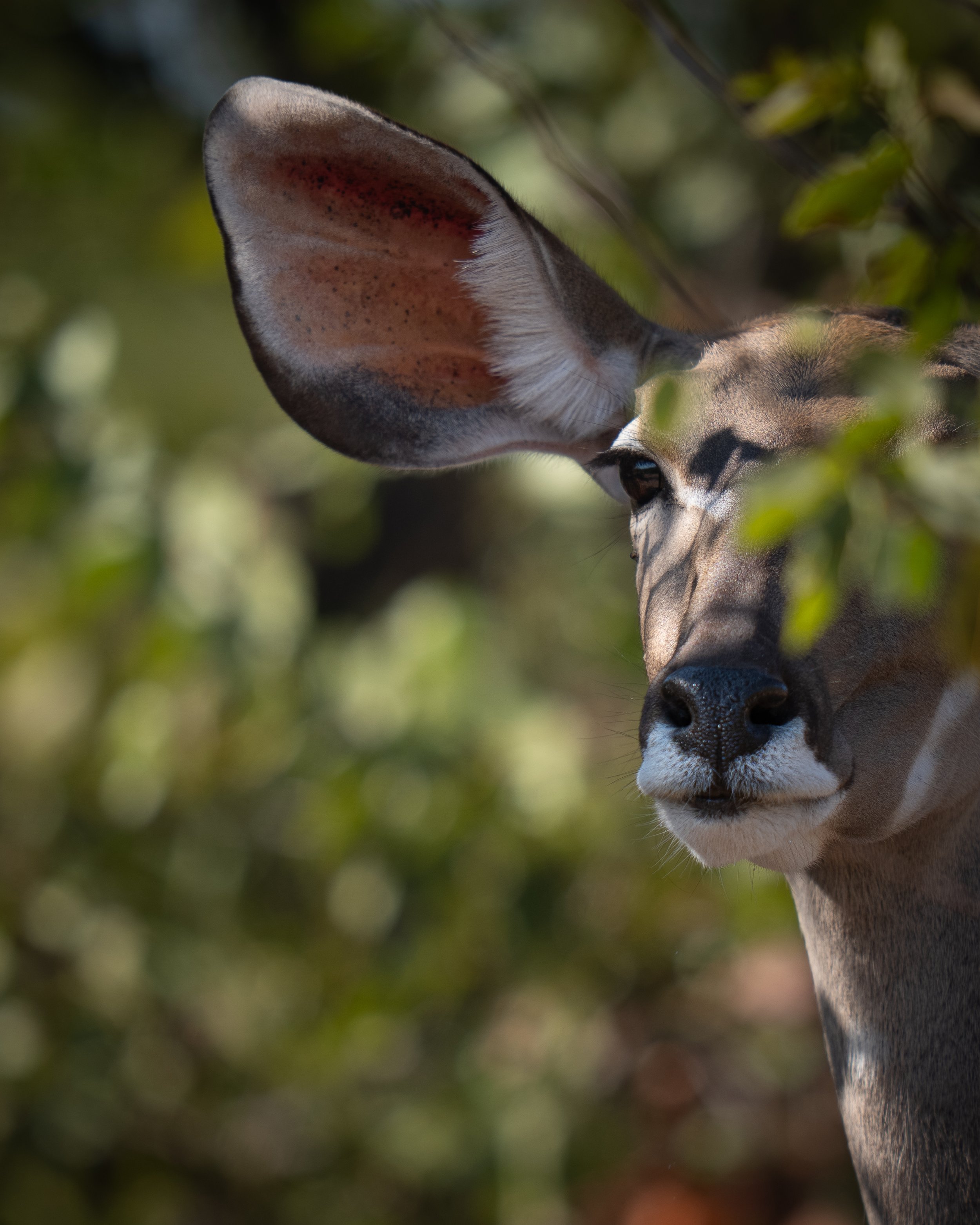 Close-up of an adult gray wolf with a young deer in its mouth, surrounded by green foliage.