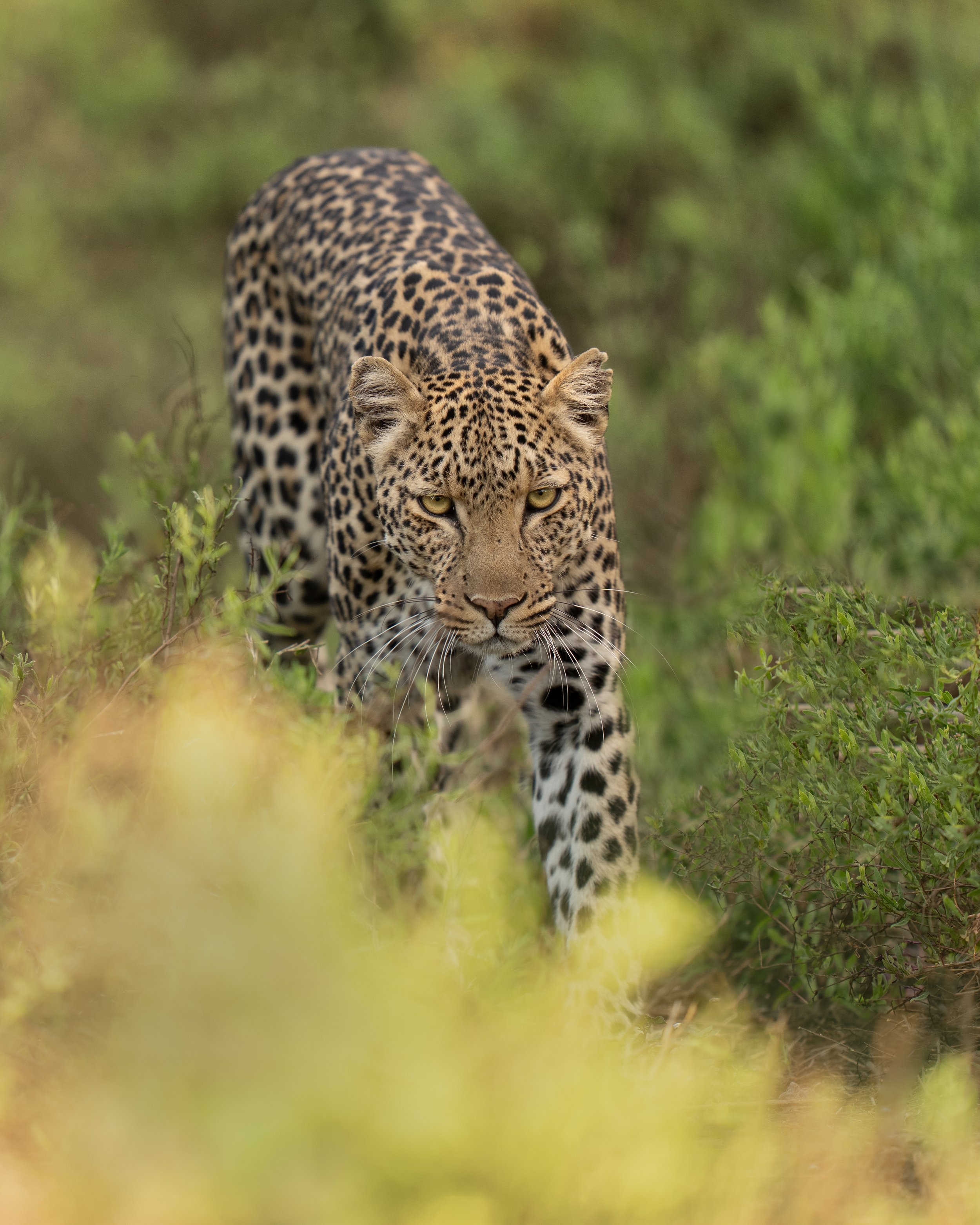A leopard crouching low among green foliage, focusing intently with piercing yellow eyes, spotted coat blending with the natural environment.