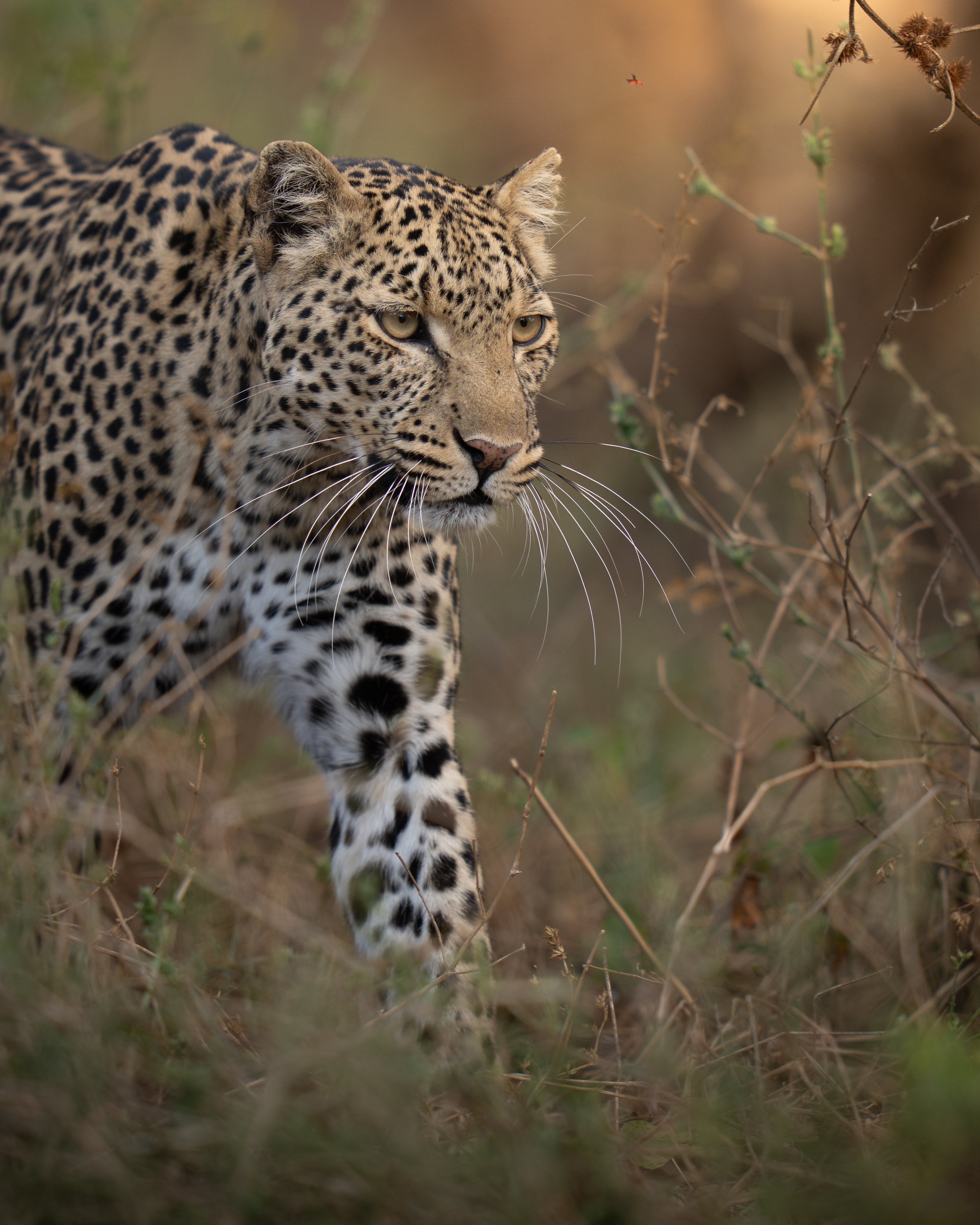 A jaguar walking behind grass and plants, with a blurred background.