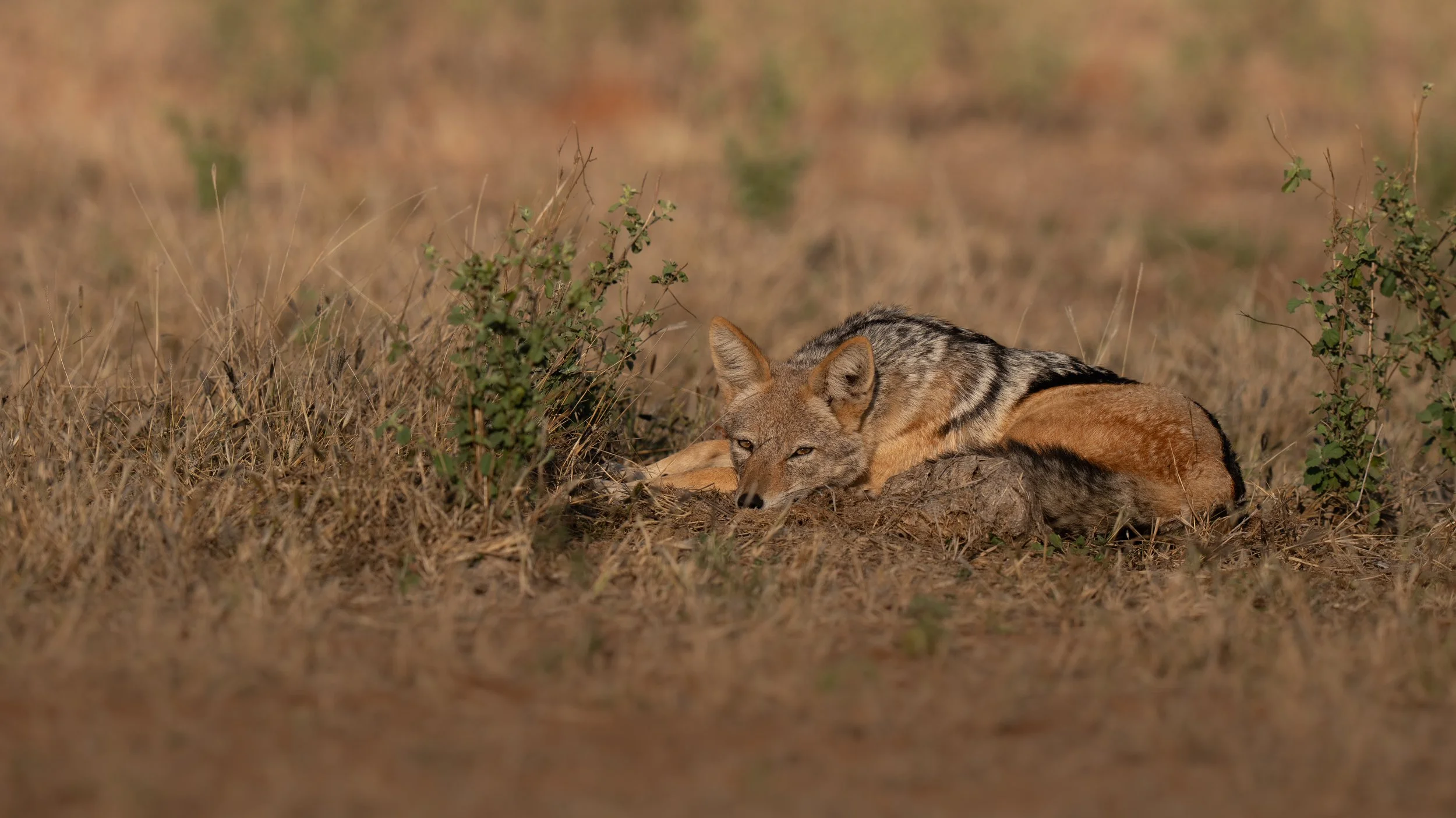 A lioness lying on the ground in a grassy plain, resting with her eyes half-open.