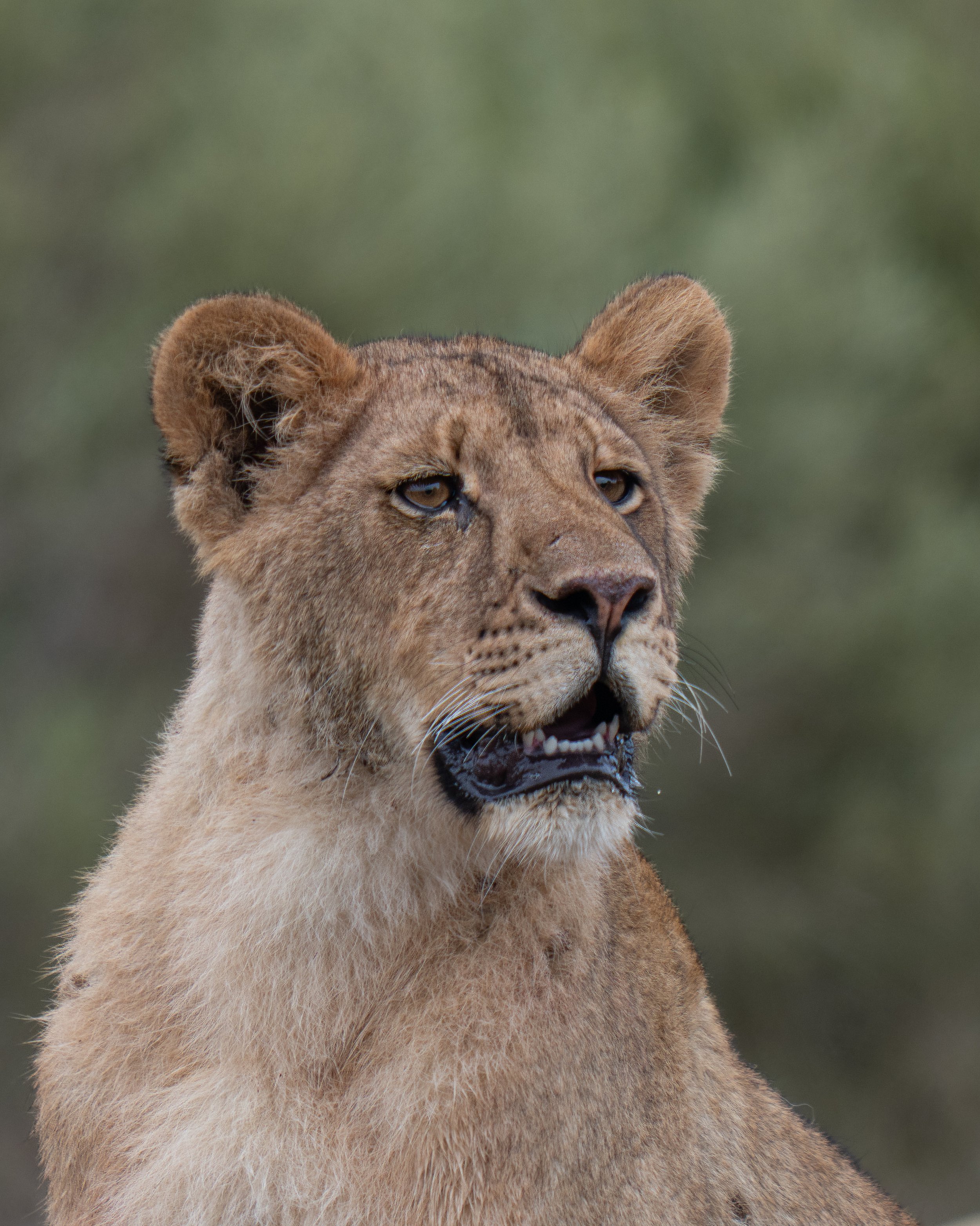 Close-up of a lion cub's face with a blurred green background.