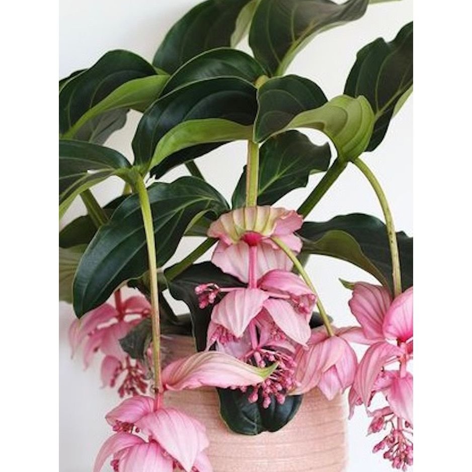 Flowering Indoor Plant