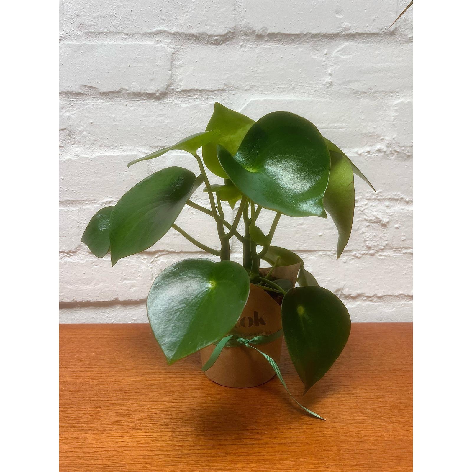 Indoor Plant