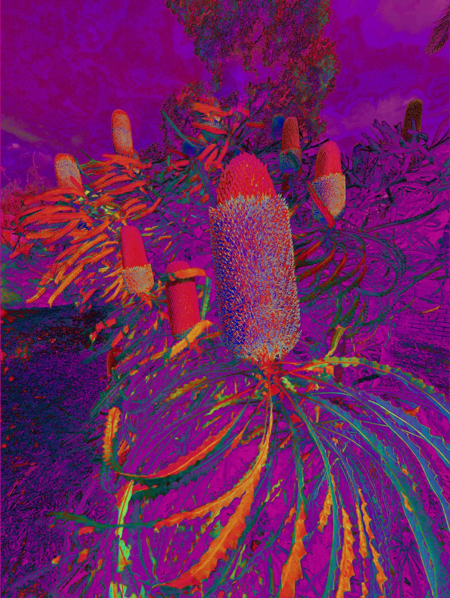 IG43 ID118_SpasichDragana_Acorn Banksia.jpg