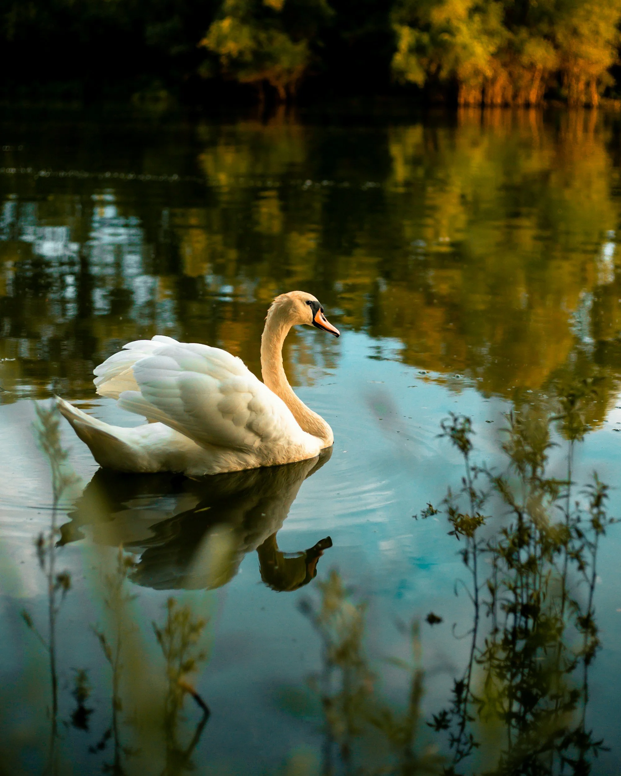 white swan