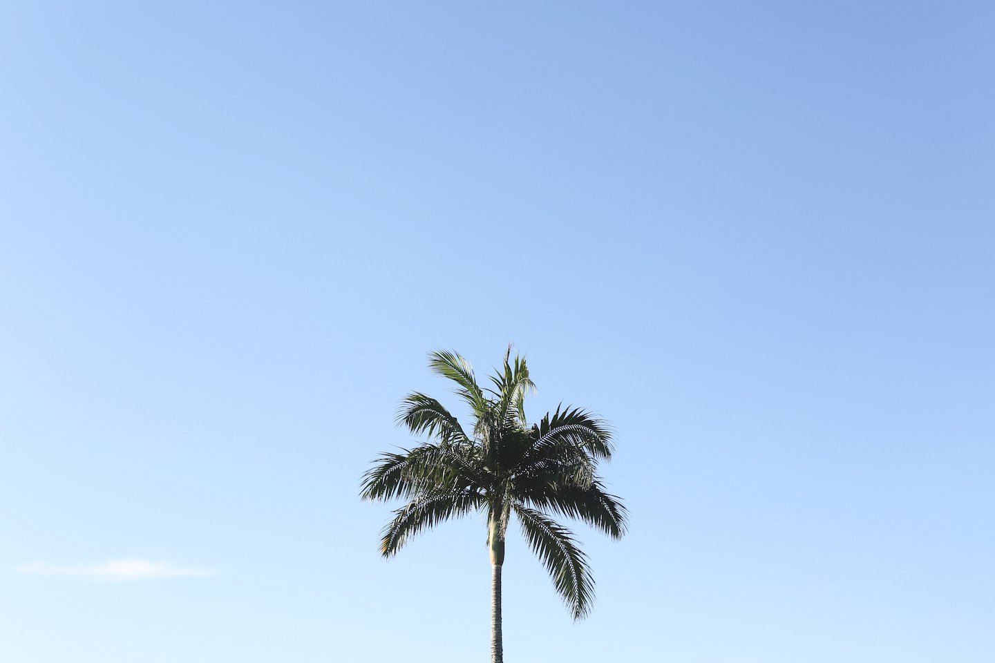 simples-1440×960.jpeg