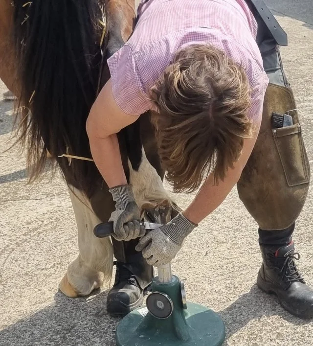 Equine Podiatry