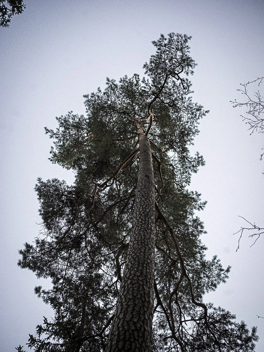 Indre transformasjon som vekker hjertets glede og gir innsikt i sinnets og sjelens natur.