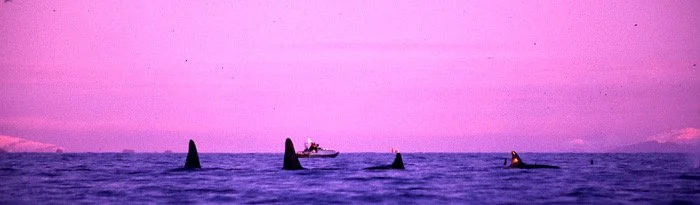 rosa orcas.jpg