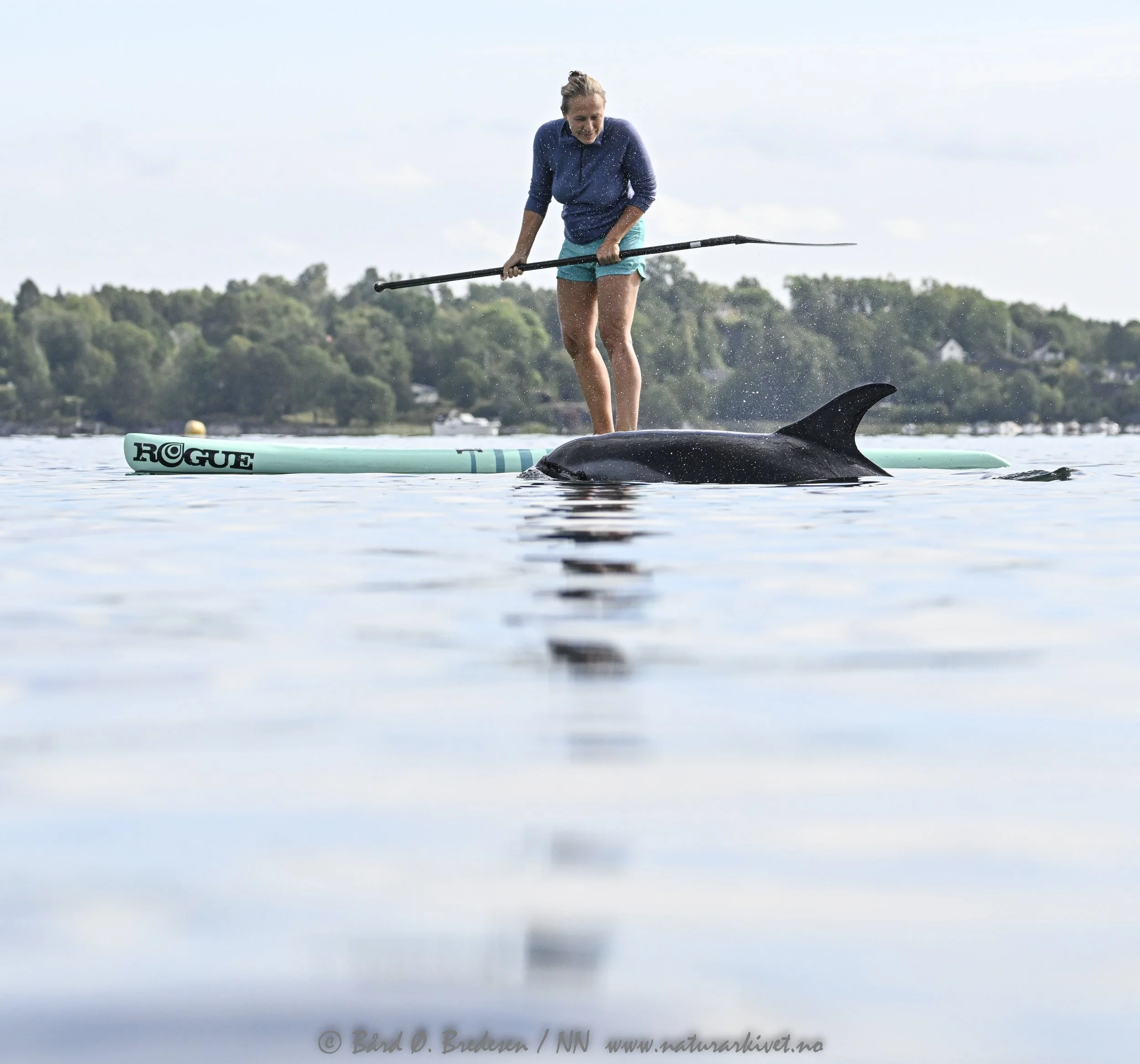 ina atlantic white-sided dolphin.jpg