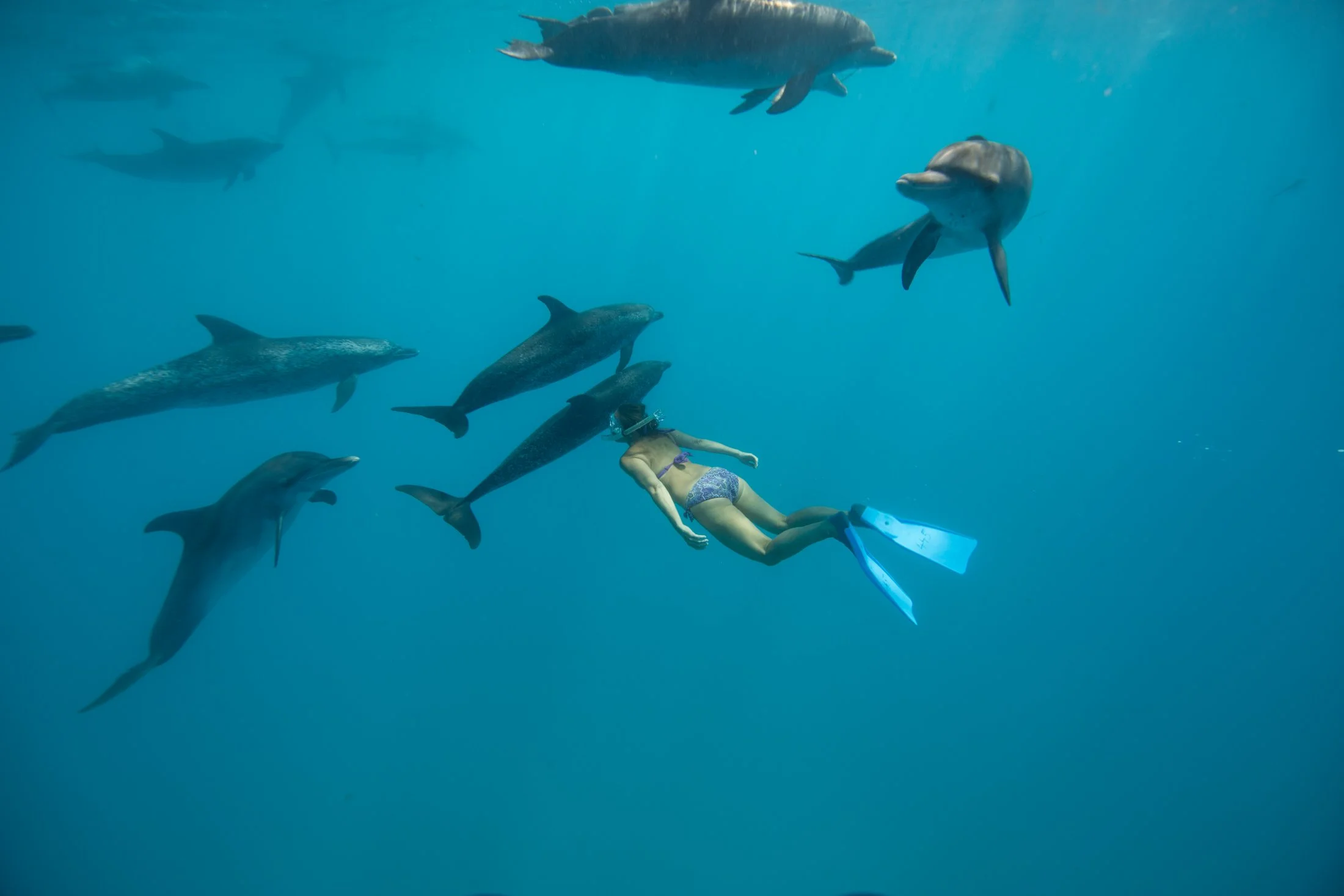 WildQuest_Dolphin_Retreat_24_2017-467.jpg