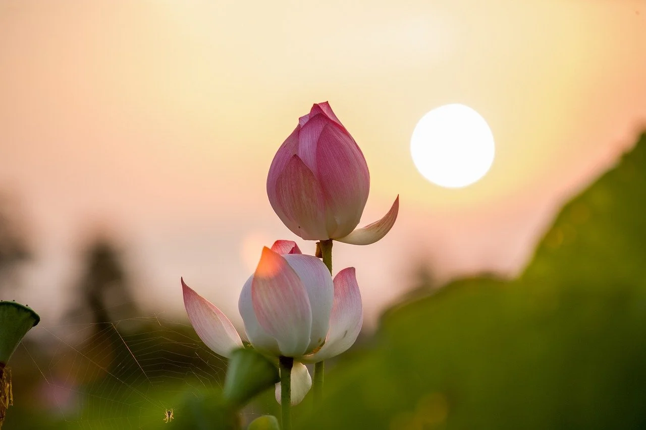 lotus-6588180_1280.jpg