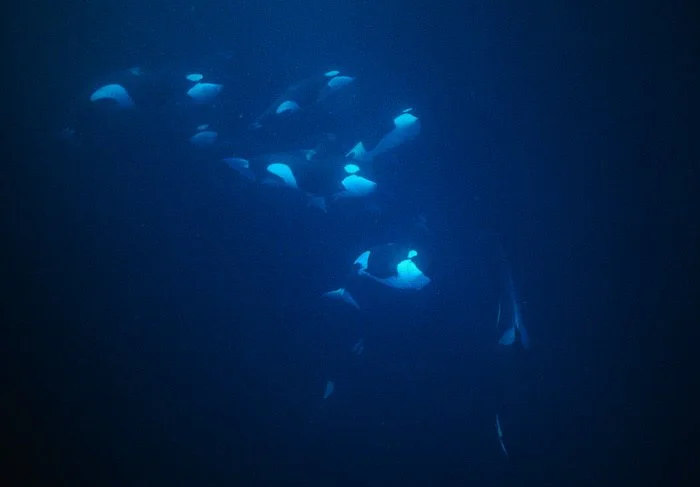 orcas.jpg
