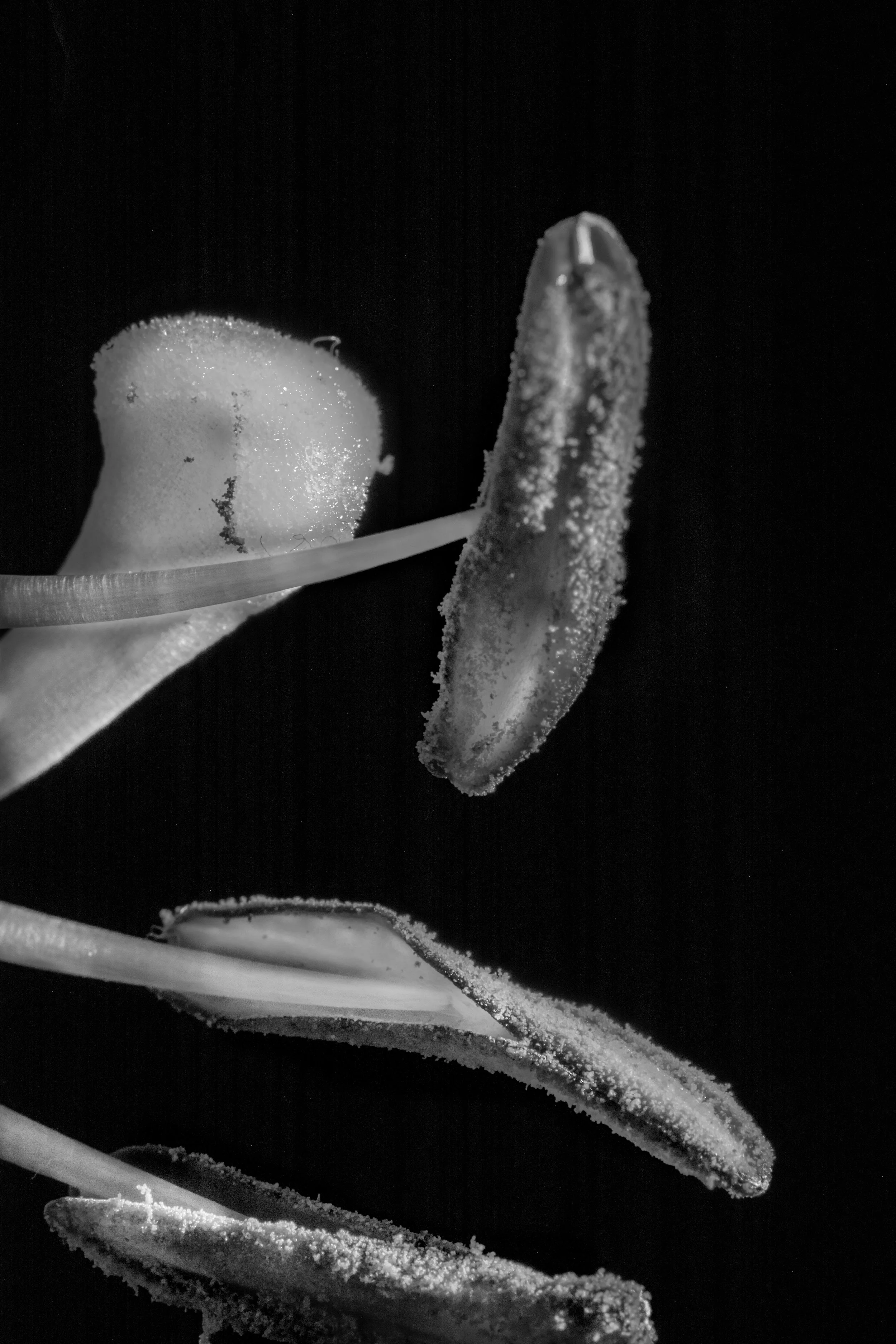 Ascui_I_Flower_Mirror copy.jpg