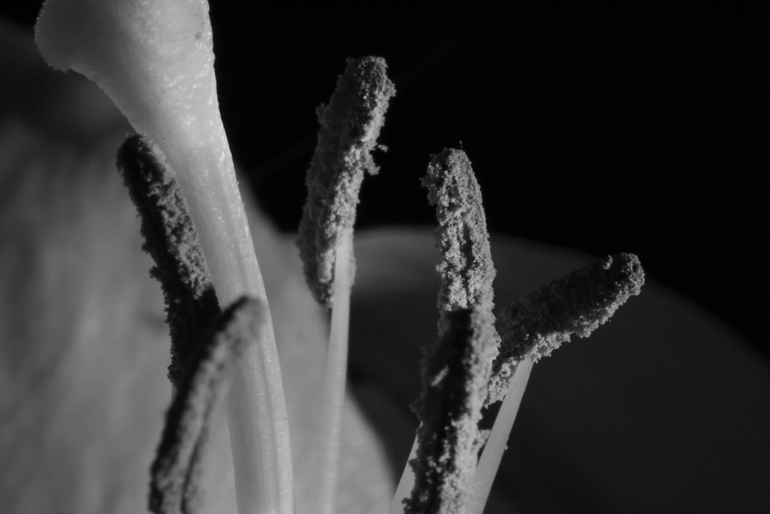 Ascui_I_Flower_Back copy.jpg