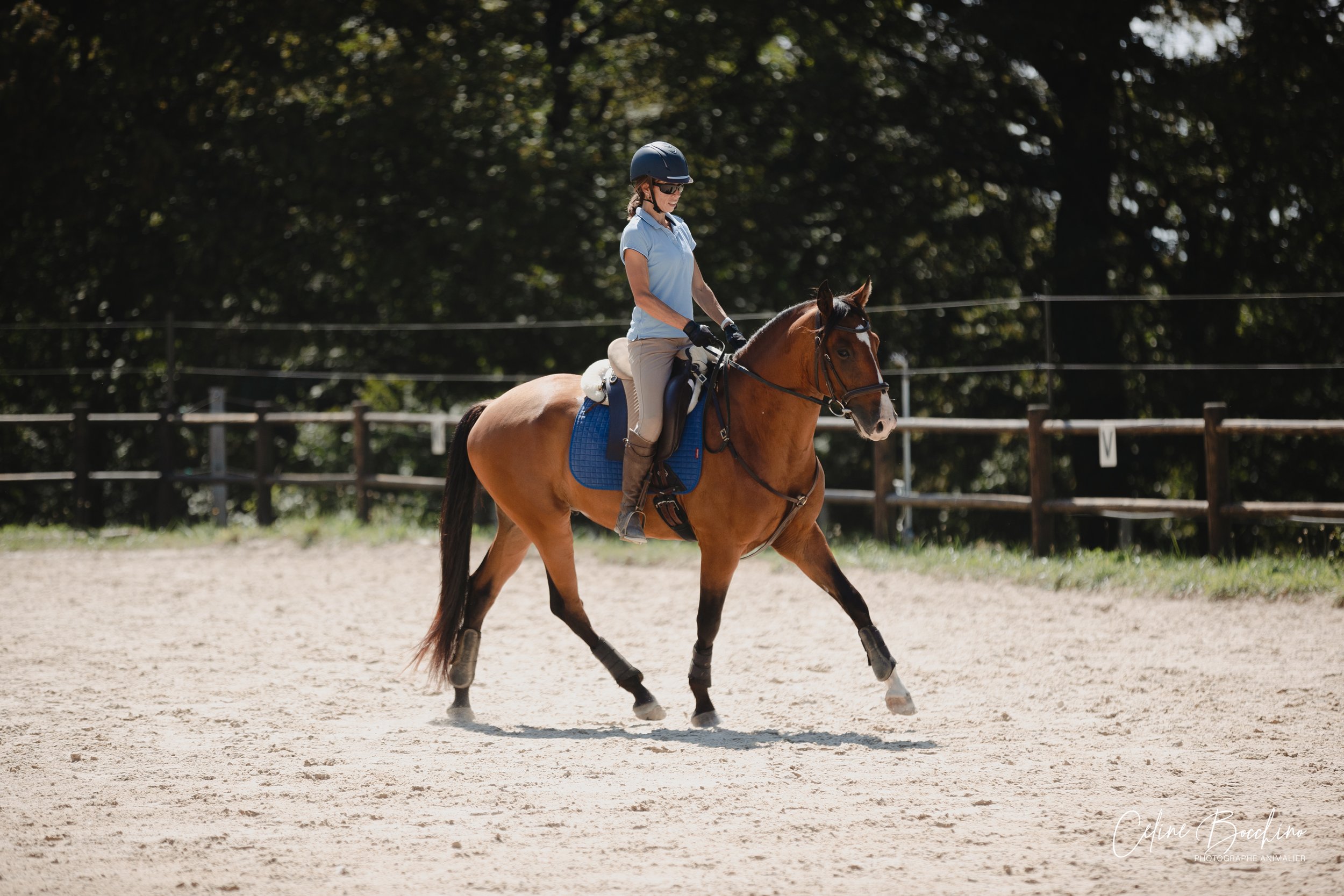 Cheval qui précipite : activité ou vitesse ? Comprendre la différence pour améliorer l’équilibre