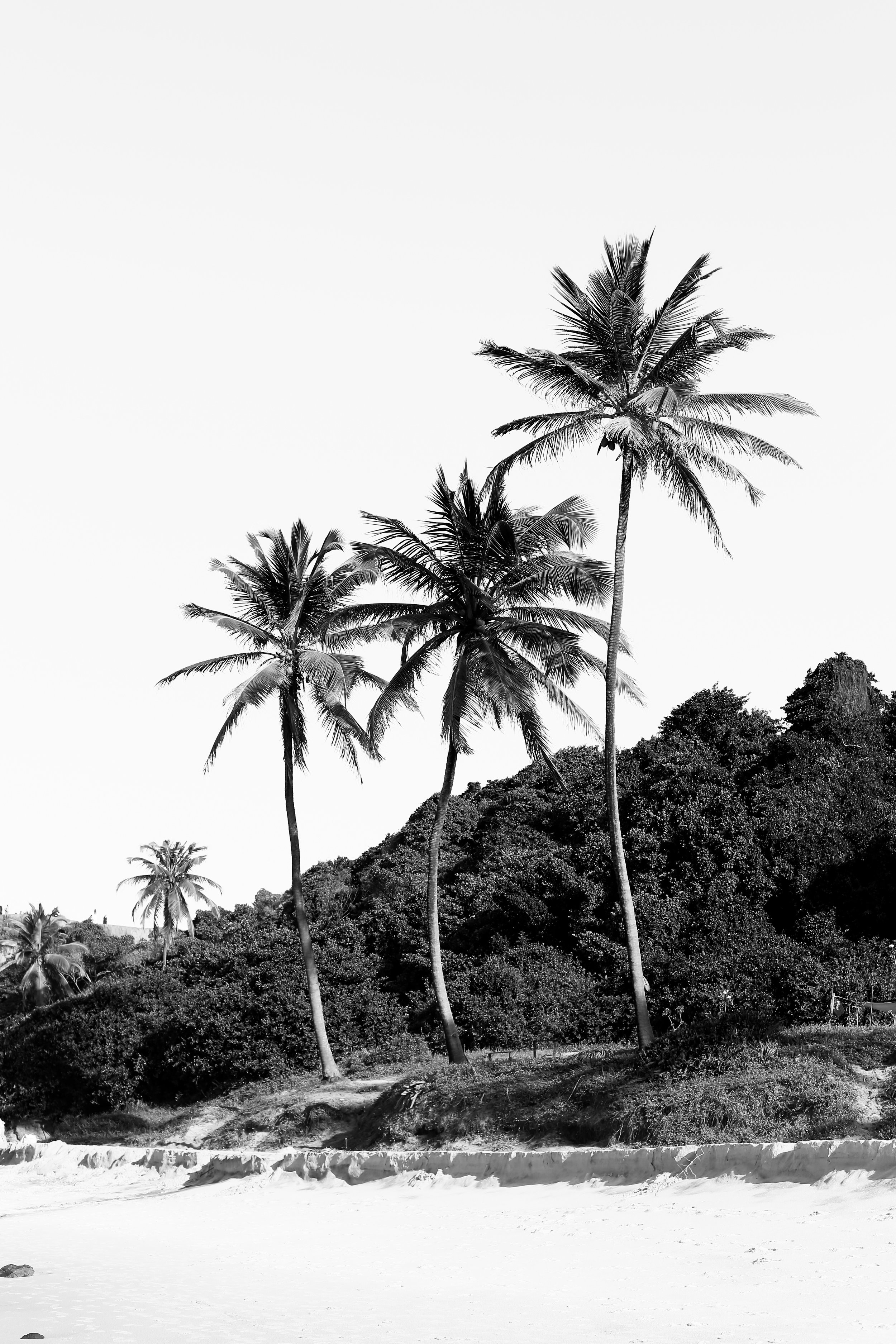 Palm Tree 3.jpg