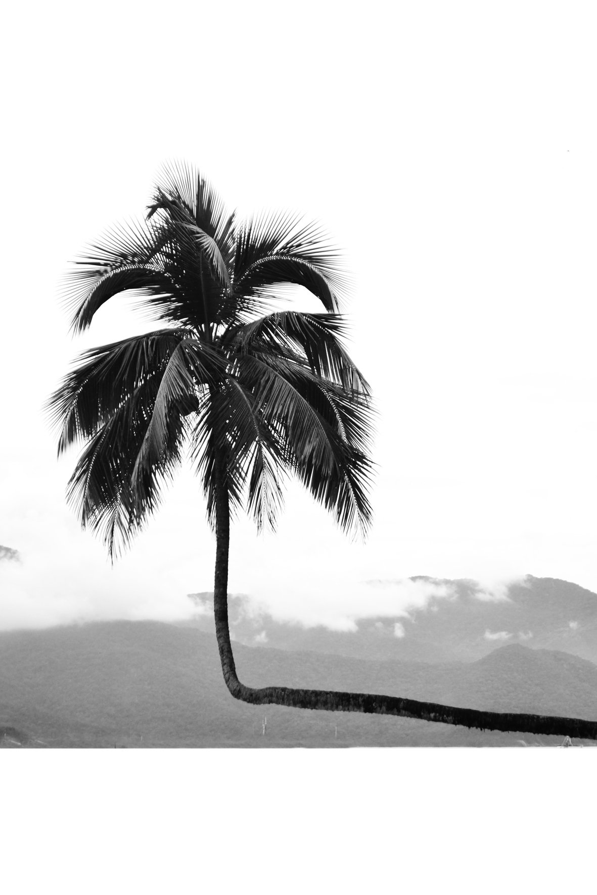 Palm Tree 2.jpg