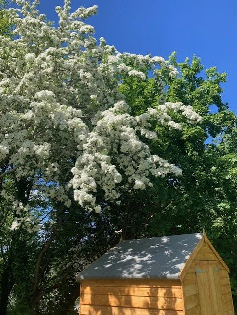 gardens 6.jpg