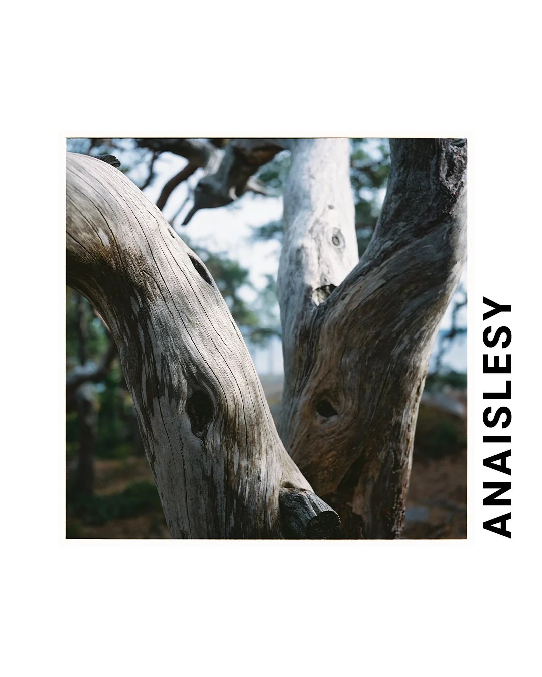 The results of a recently developed film for @anaislesy 

Shot on portra 400 with the Rolleiflex T1 📸

Thanks for trusting us with your film! 🎞️

#rolleiflext1 #portra400 #filmlabbelgium