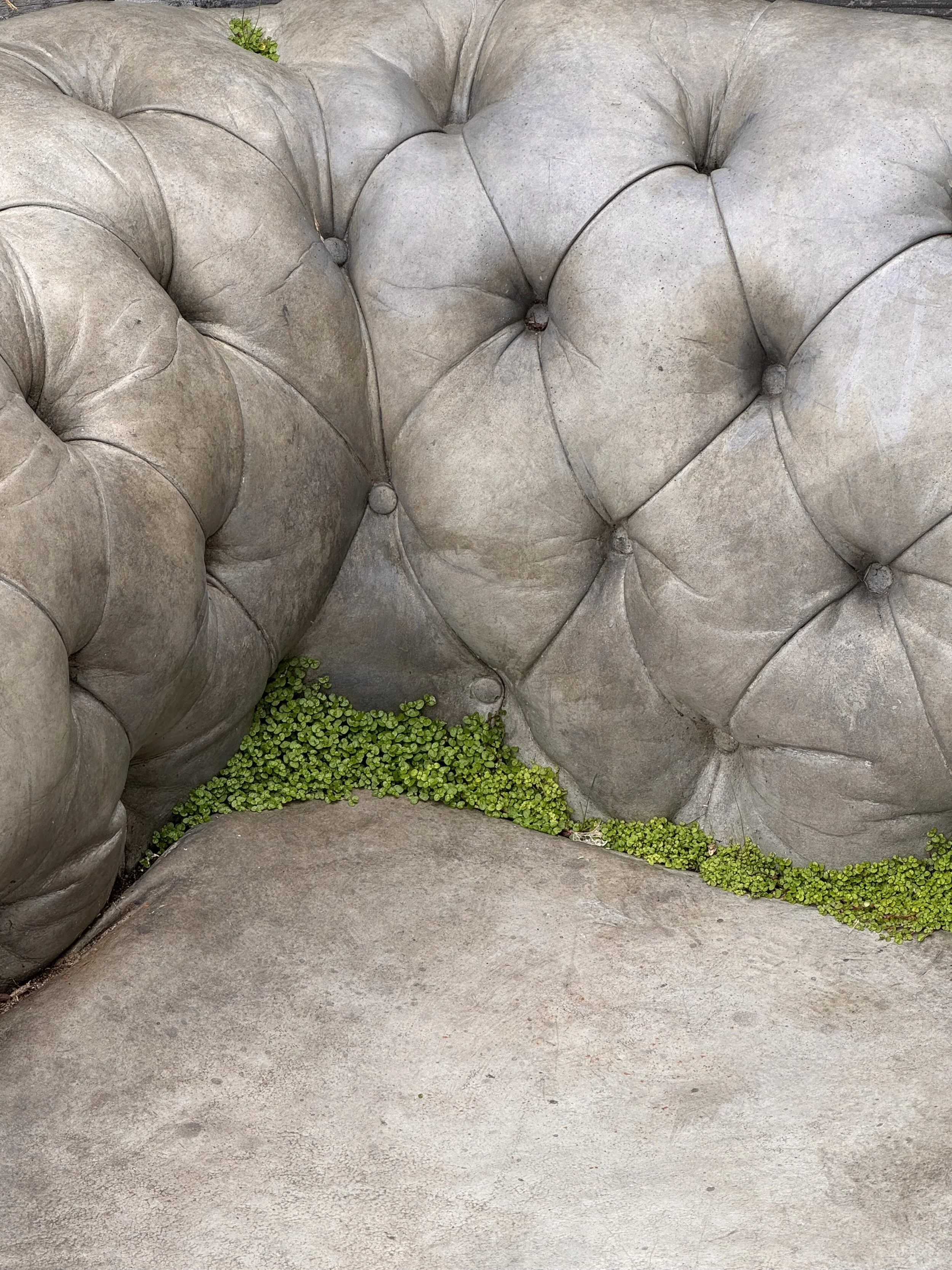 Close-up of a large, concrete Chesterfield sofa with cushion buttons and green foliage growing in it.