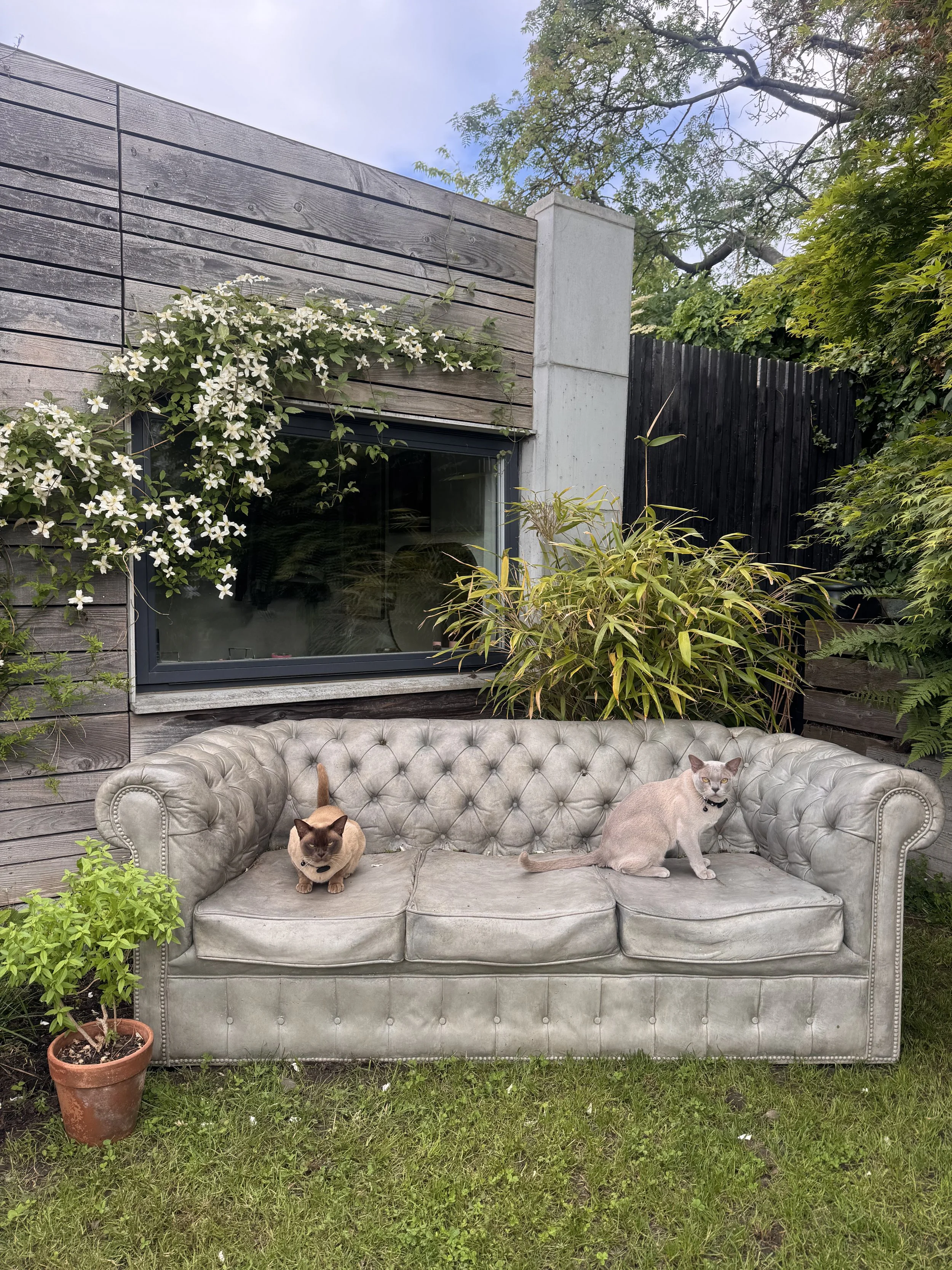 An outdoor scene featuring a concrete Chesterfield sofa with two burmese cats sitting on it, surrounded by plants and greenery, with a wooden and concrete wall and tree in the background.