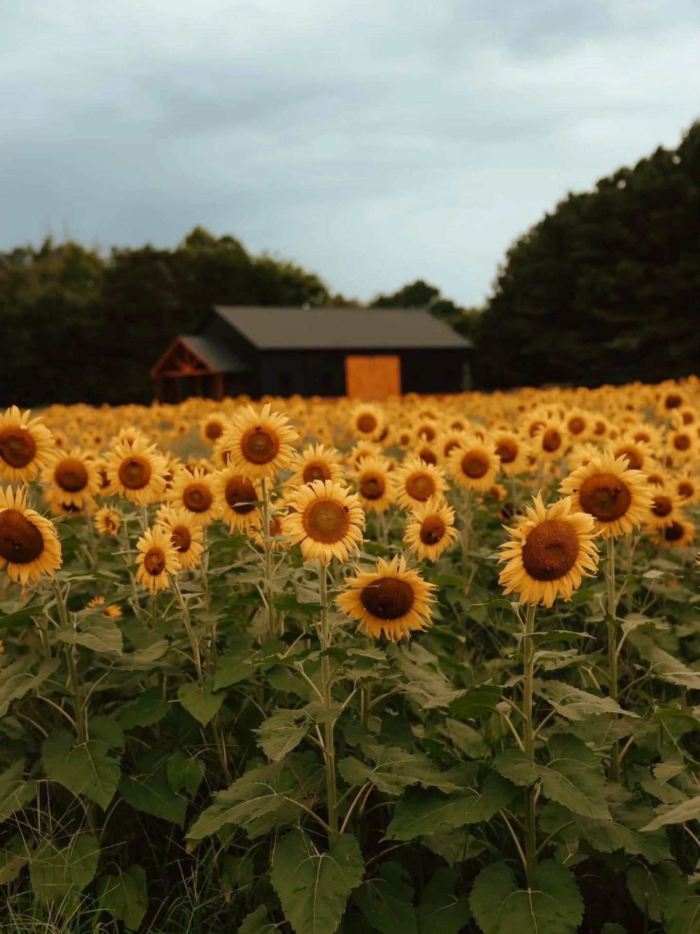 🌻 Sunflowers as far as the eye can see. 🌻

These gorgeous blooms are only here for a few short weeks, so don&rsquo;t wait to book your session! Give your clients a gallery they&rsquo;ll absolutely swoon over with endless rows of golden sunflowers a