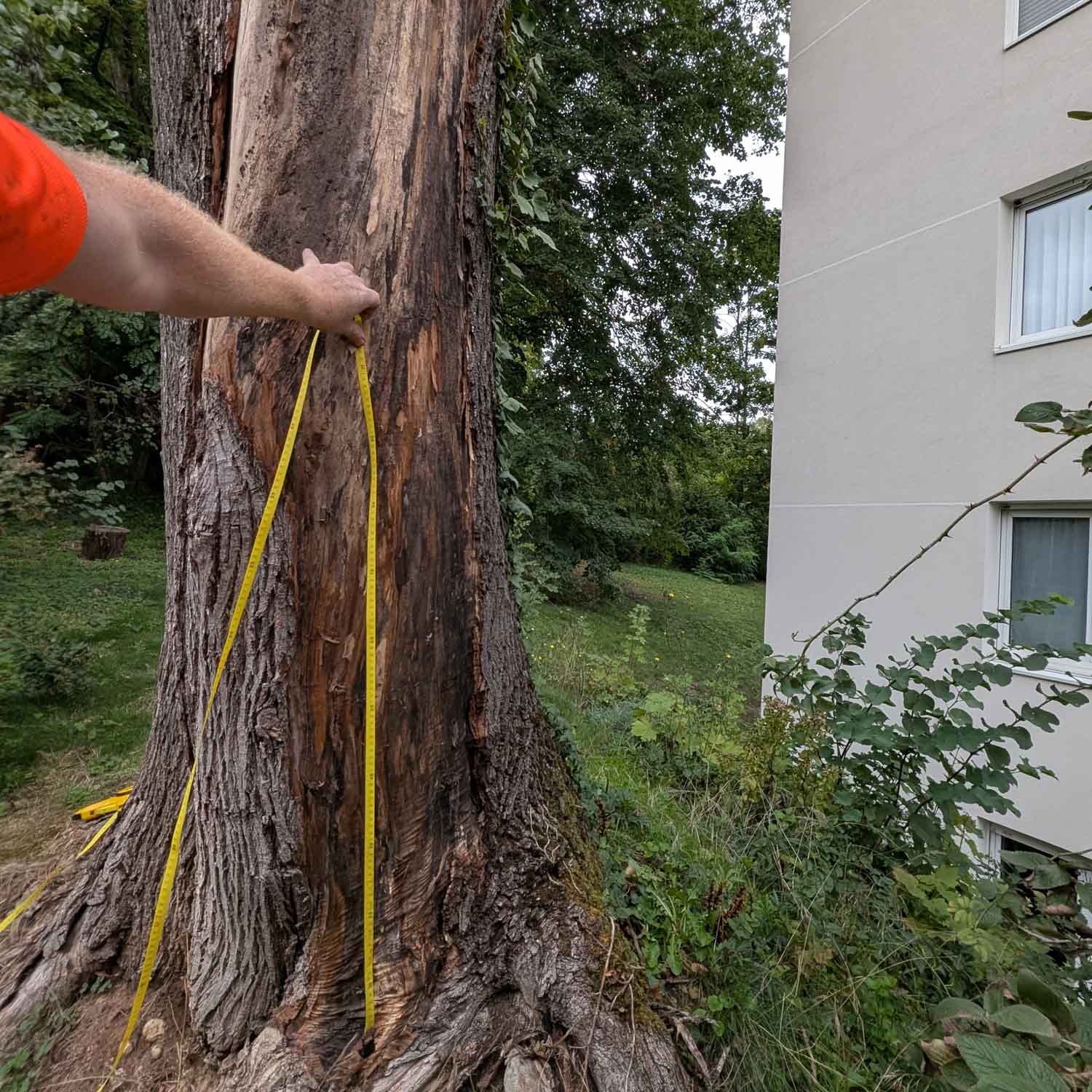 Diagnostic structurel d’un érable atteint de maladie de la suie en copropriété à Lyon 9e avant décision d’abattage