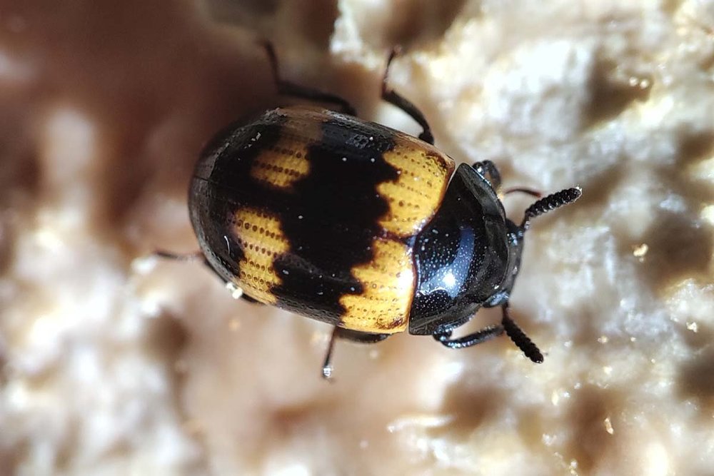 Blog-diaperis-coléoptère-gros-plan.jpg