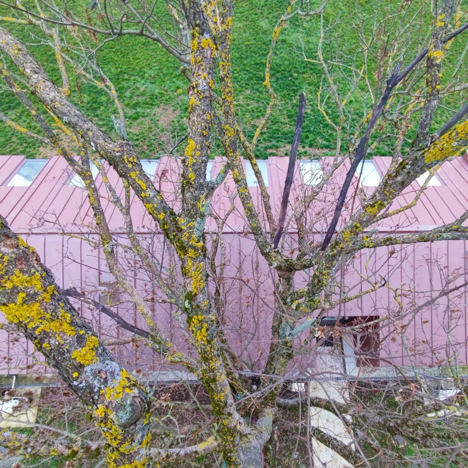 Le Bois Mort dans les Arbres : Comprendre Avant d’Intervenir