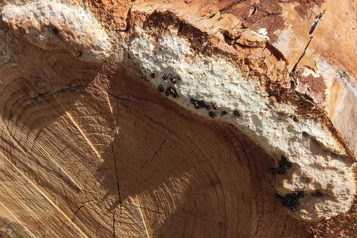 Pourquoi le Bois Mort est Essentiel pour la Biodiversité