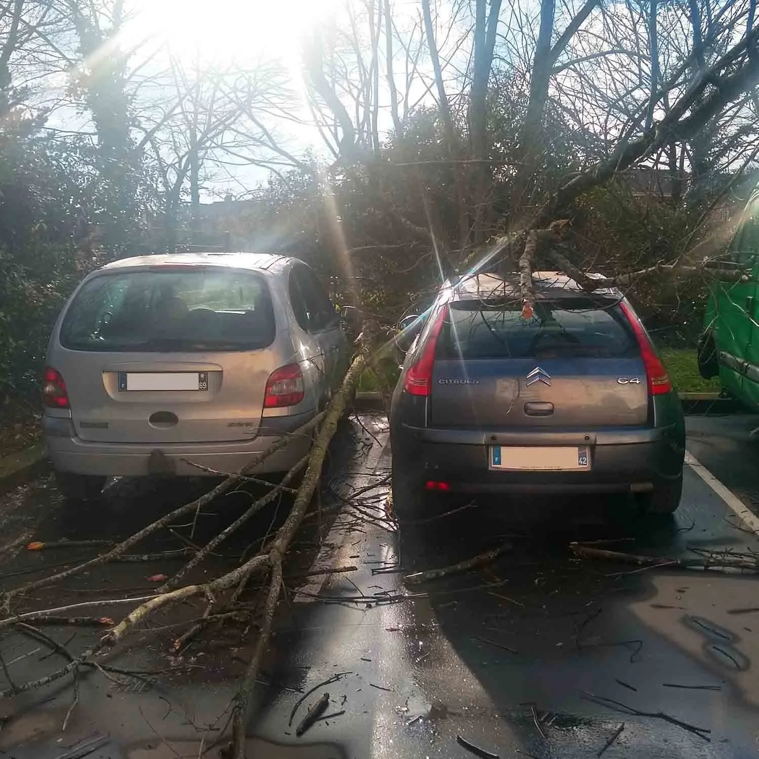 Branche morte d’érable tombée sur deux voitures stationnées dans une copropriété à Lyon