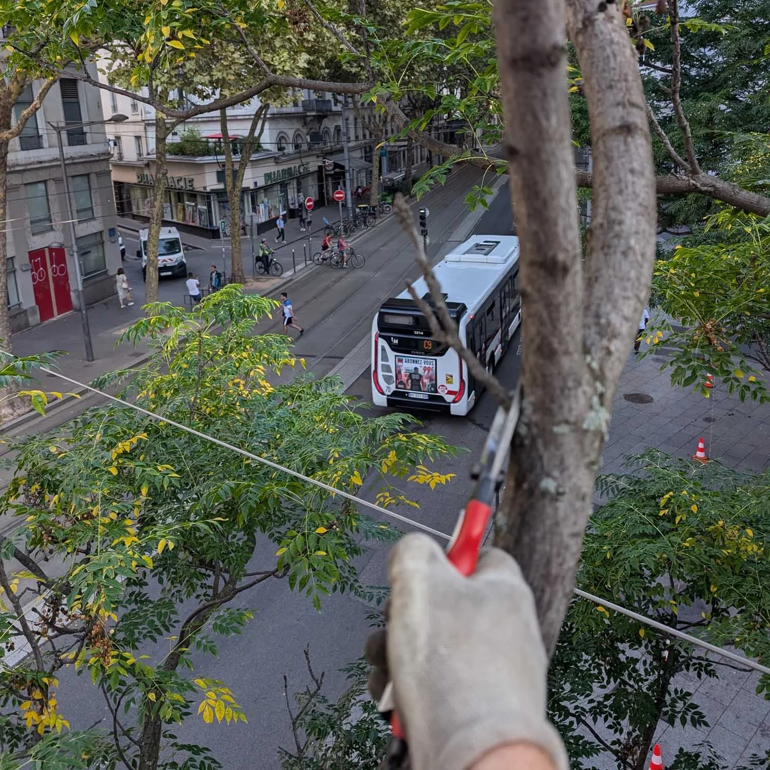 Élagage d’arbre en centre-ville de Lyon avec gestion de la coactivité et des circulations urbaines.
