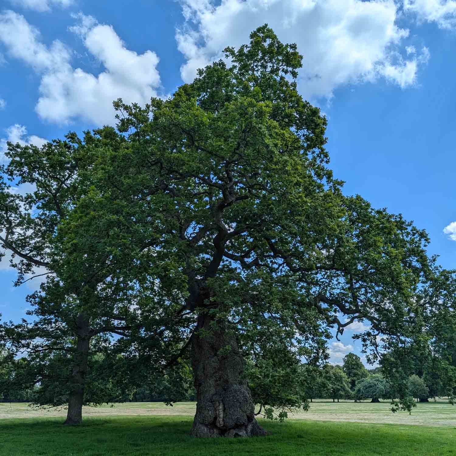 Chêne vétéran en parc paysager, conservé dans une démarche de stabilisation et gestion raisonnée.