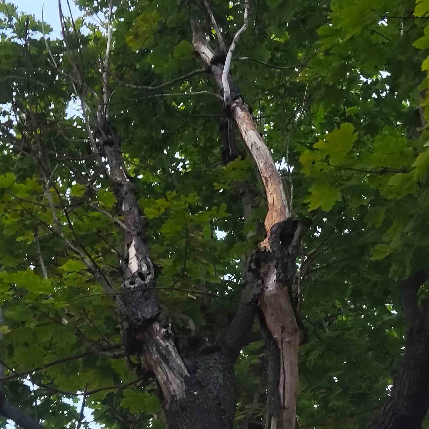 branche-morte-saule-sol-apres-rupture