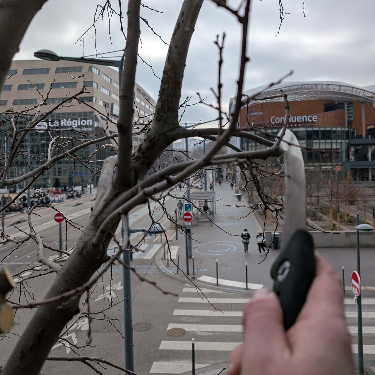 Élagage en milieu urbain à Lyon Confluence avec dégagement du bâti et gestion des contraintes architecturales par arboriste grimpeur.