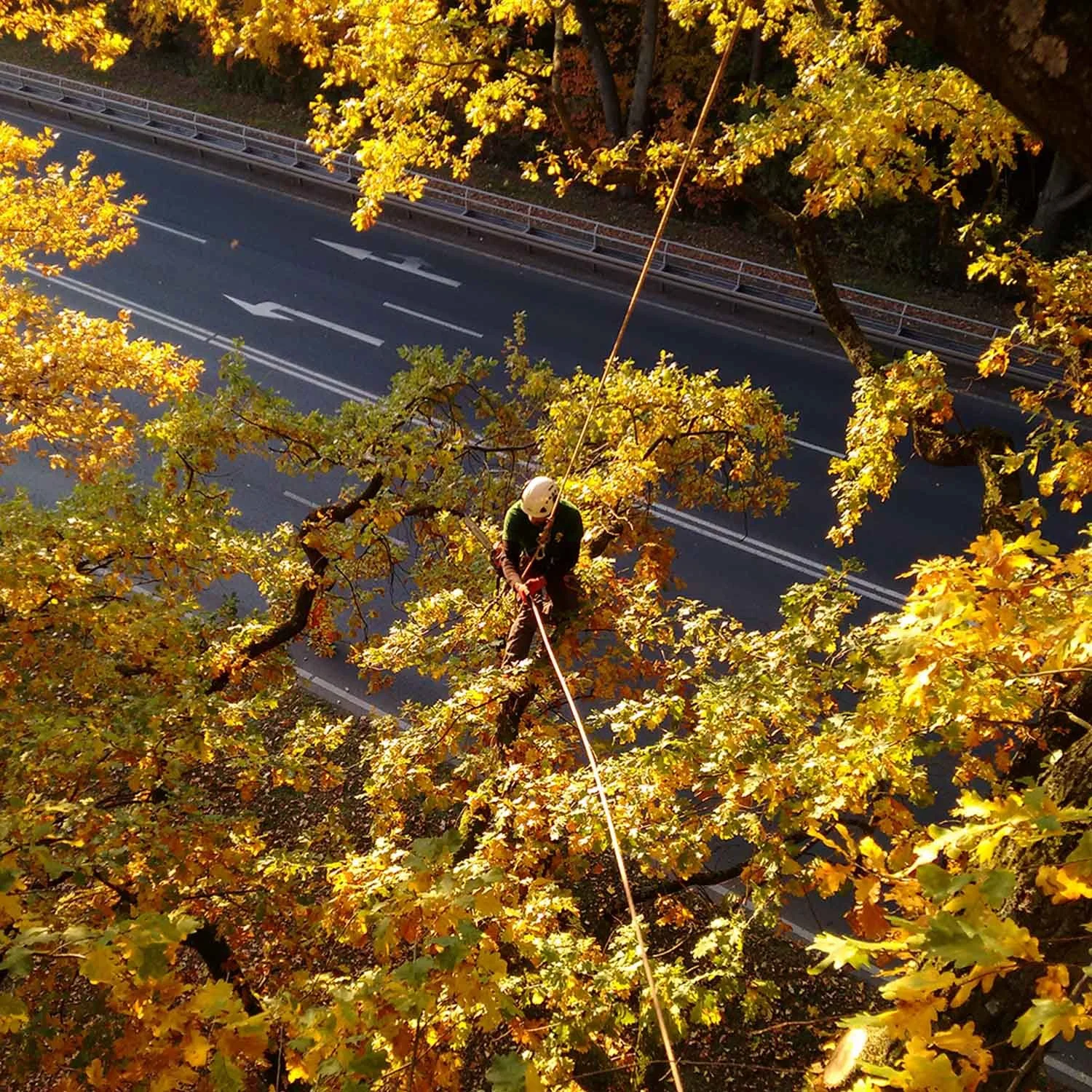Élagage en hauteur sur chêne, suppression de bois mort au-dessus d’un environnement urbain