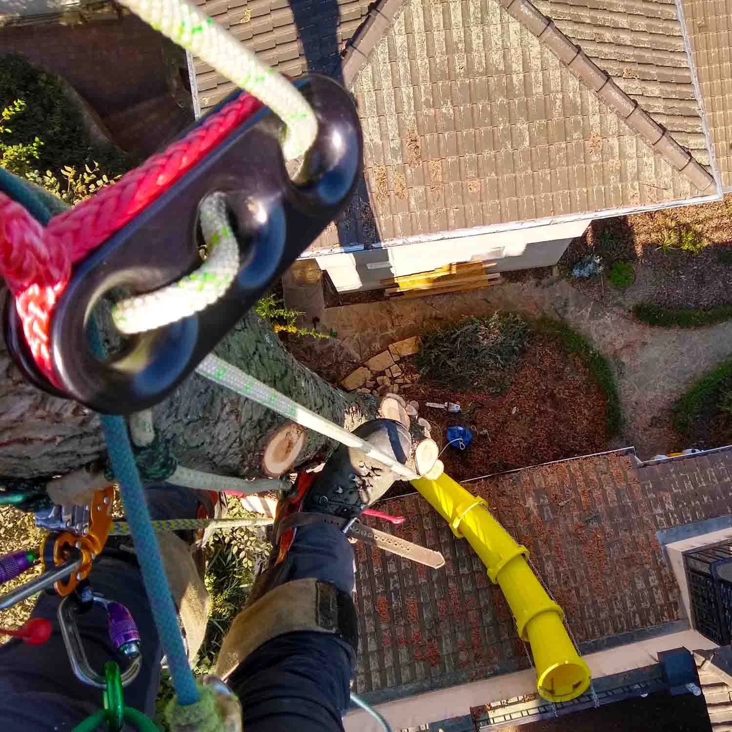 Démontage contrôlé d’un cèdre en milieu contraint, intervention par rétention entre habitations