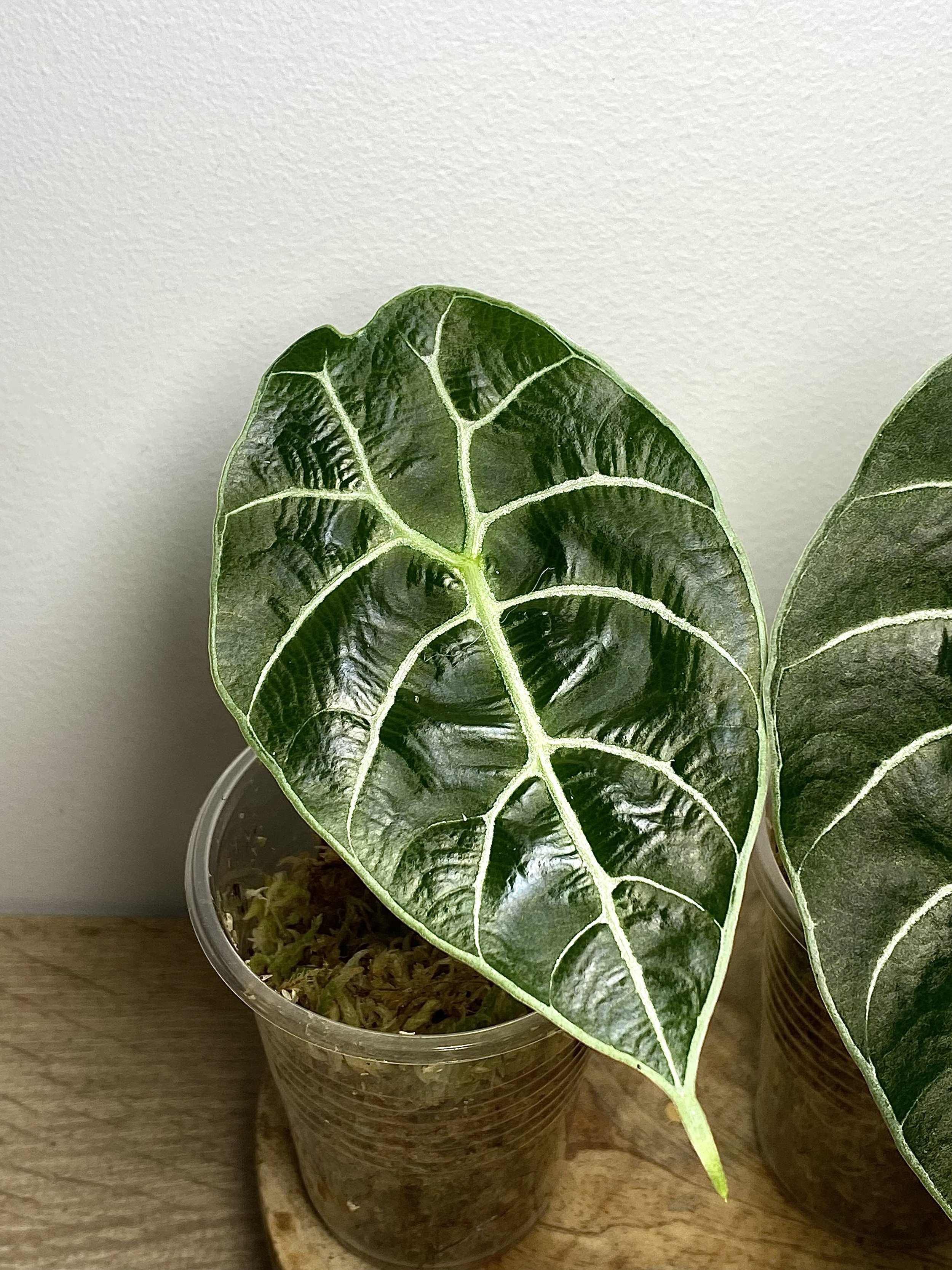 Alocasia Watsoniana
