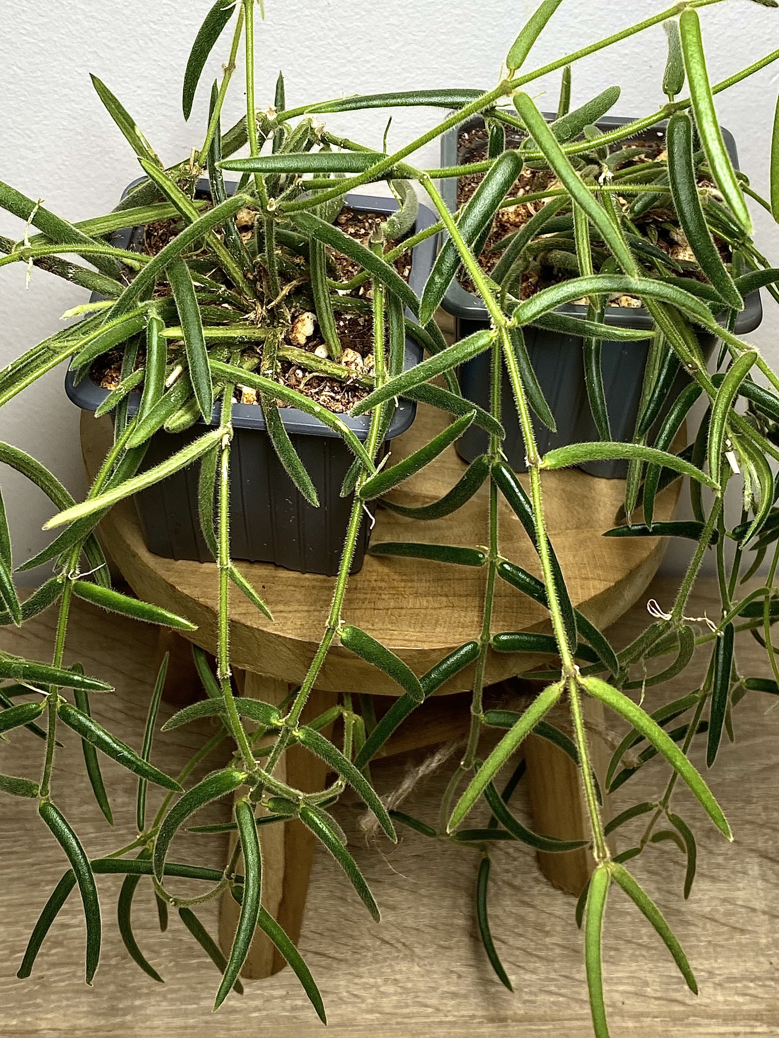 Hoya Linearis