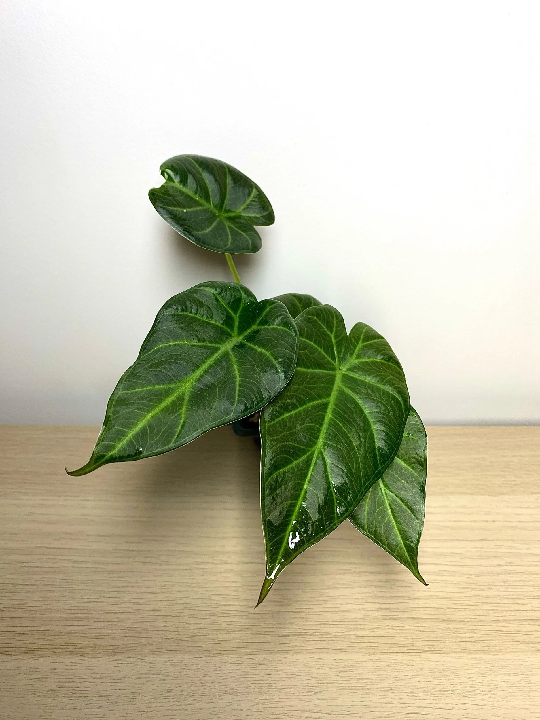 Alocasia Regal Shield