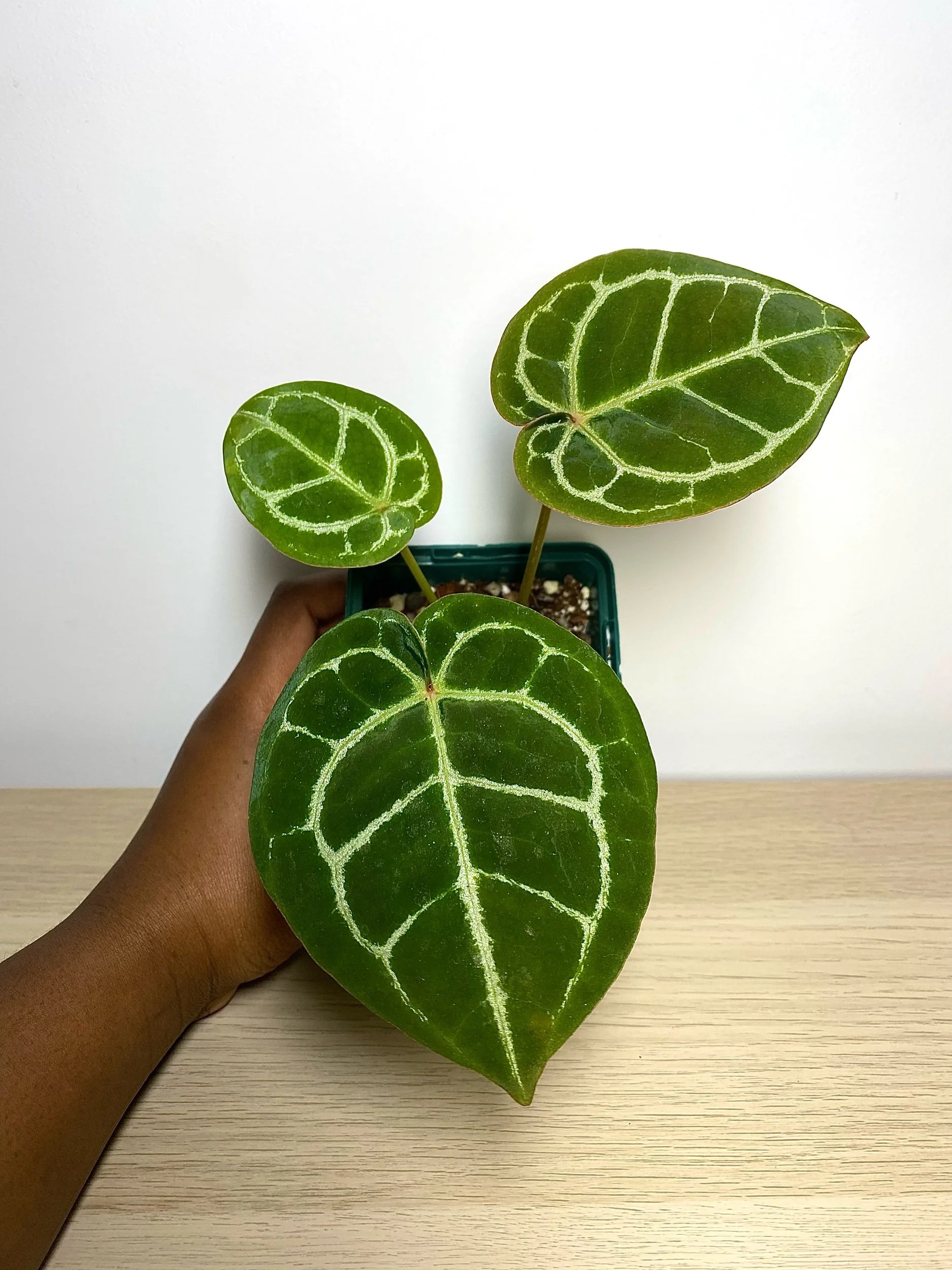 Anthurium Crystallinum