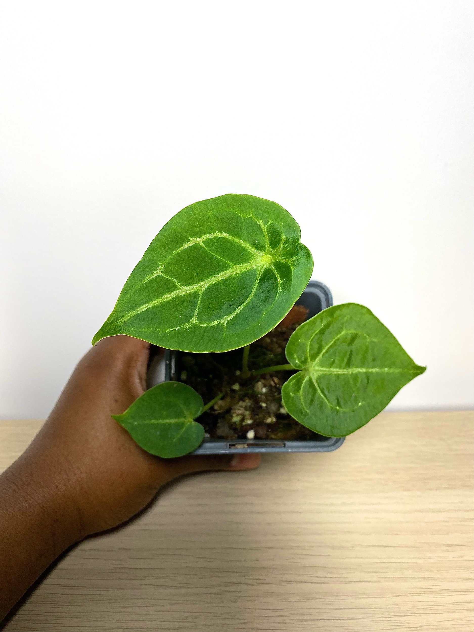 Anthurium Forgetii Silver