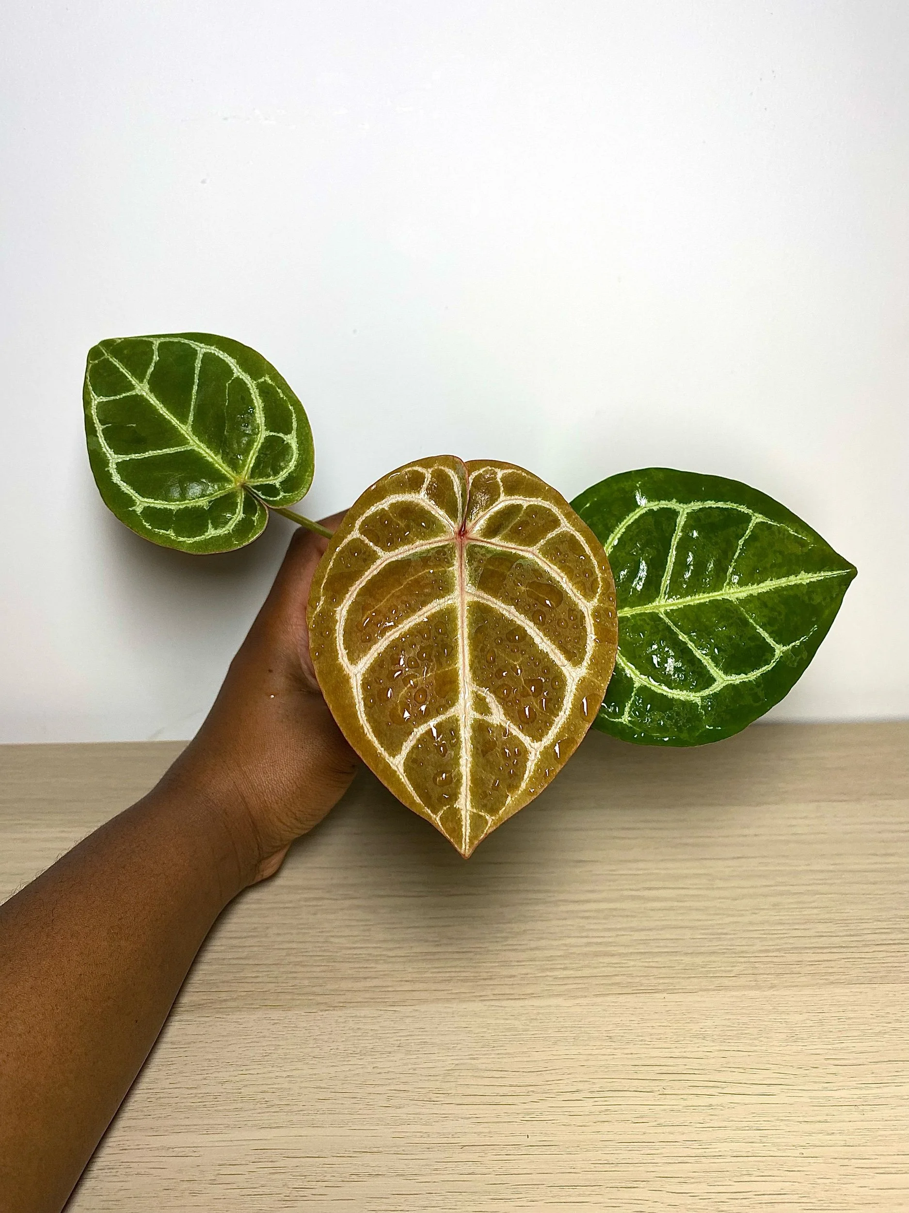 Anthurium Crystallinum